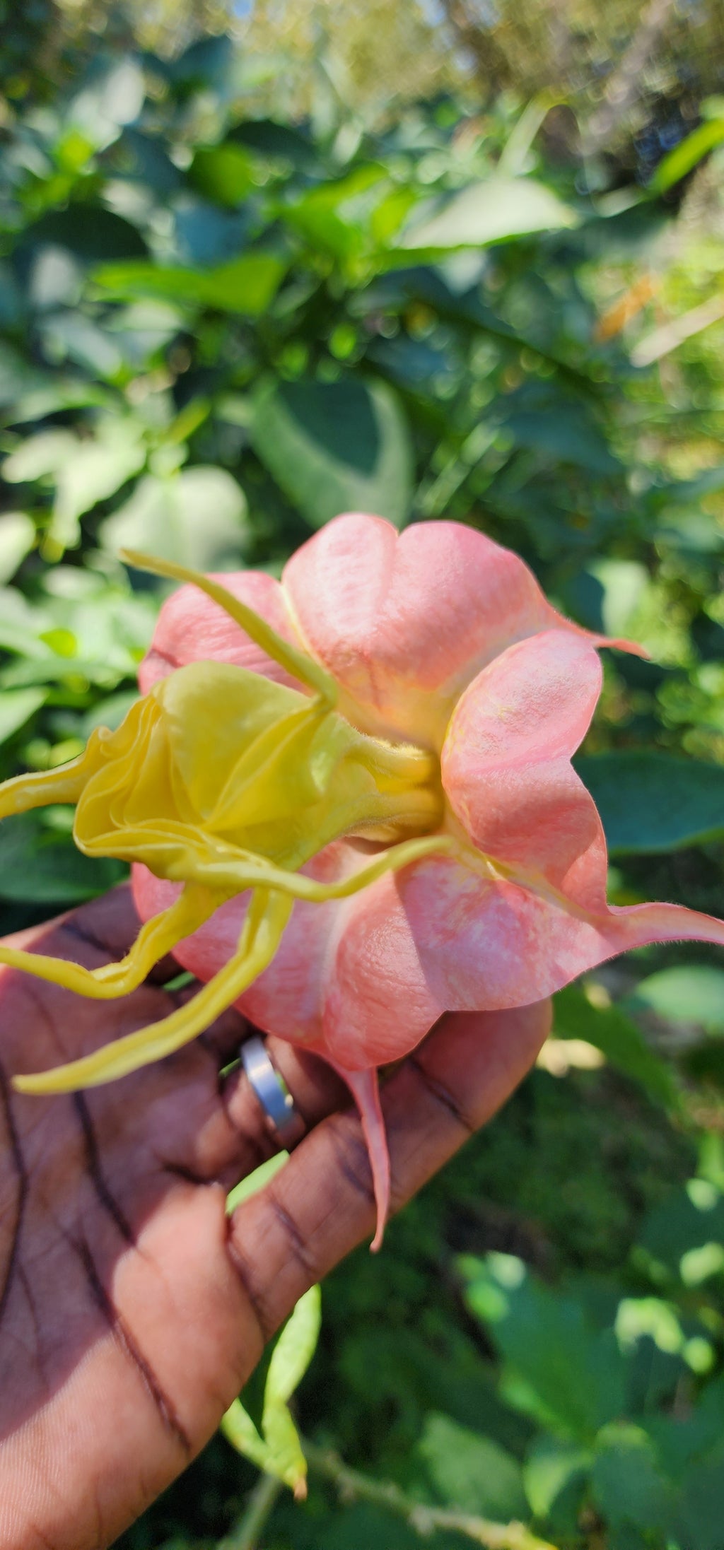 Angel's Trumpet "Angel's Honeymoon" - Live Plant