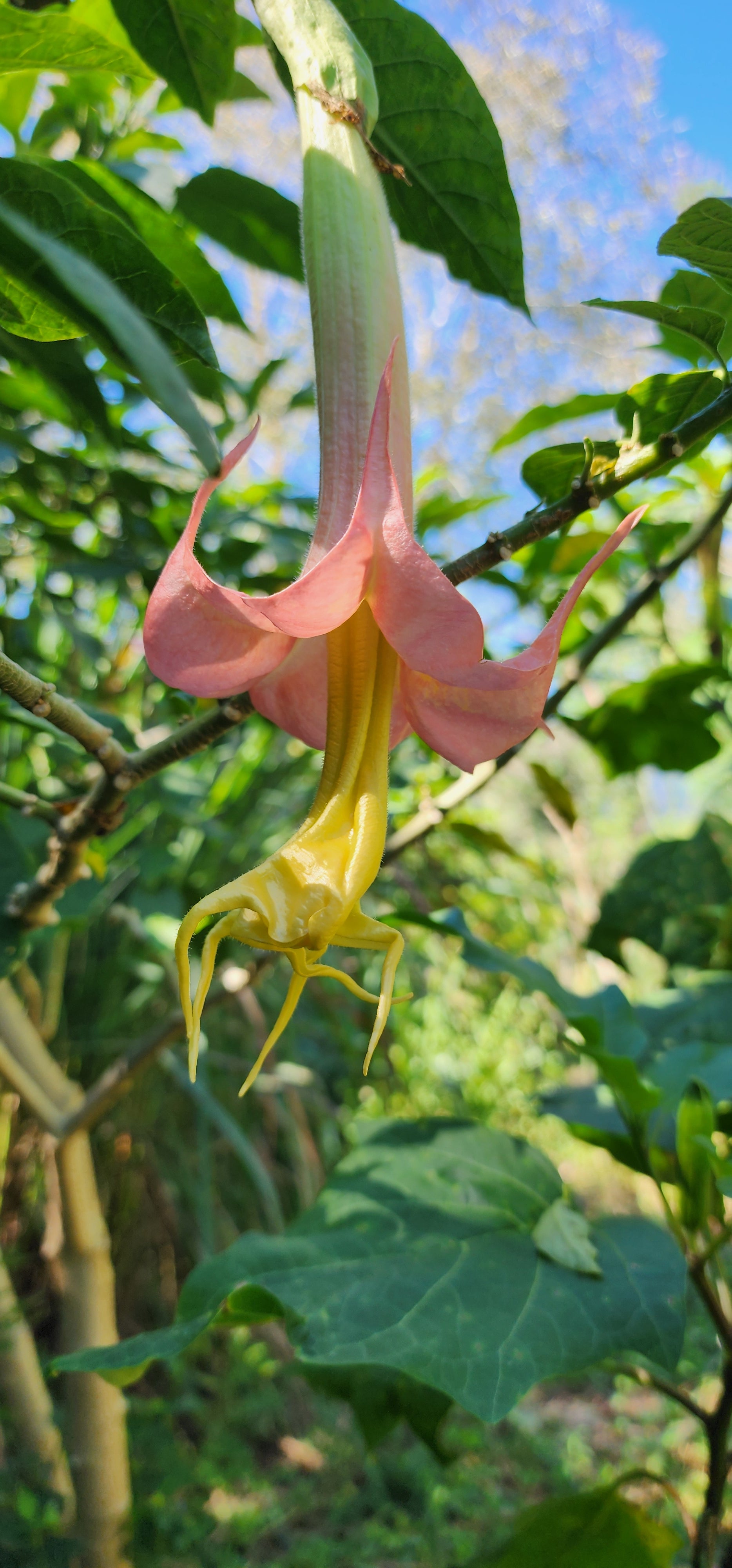 Angel's Trumpet "Angel's Honeymoon" - Live Plant