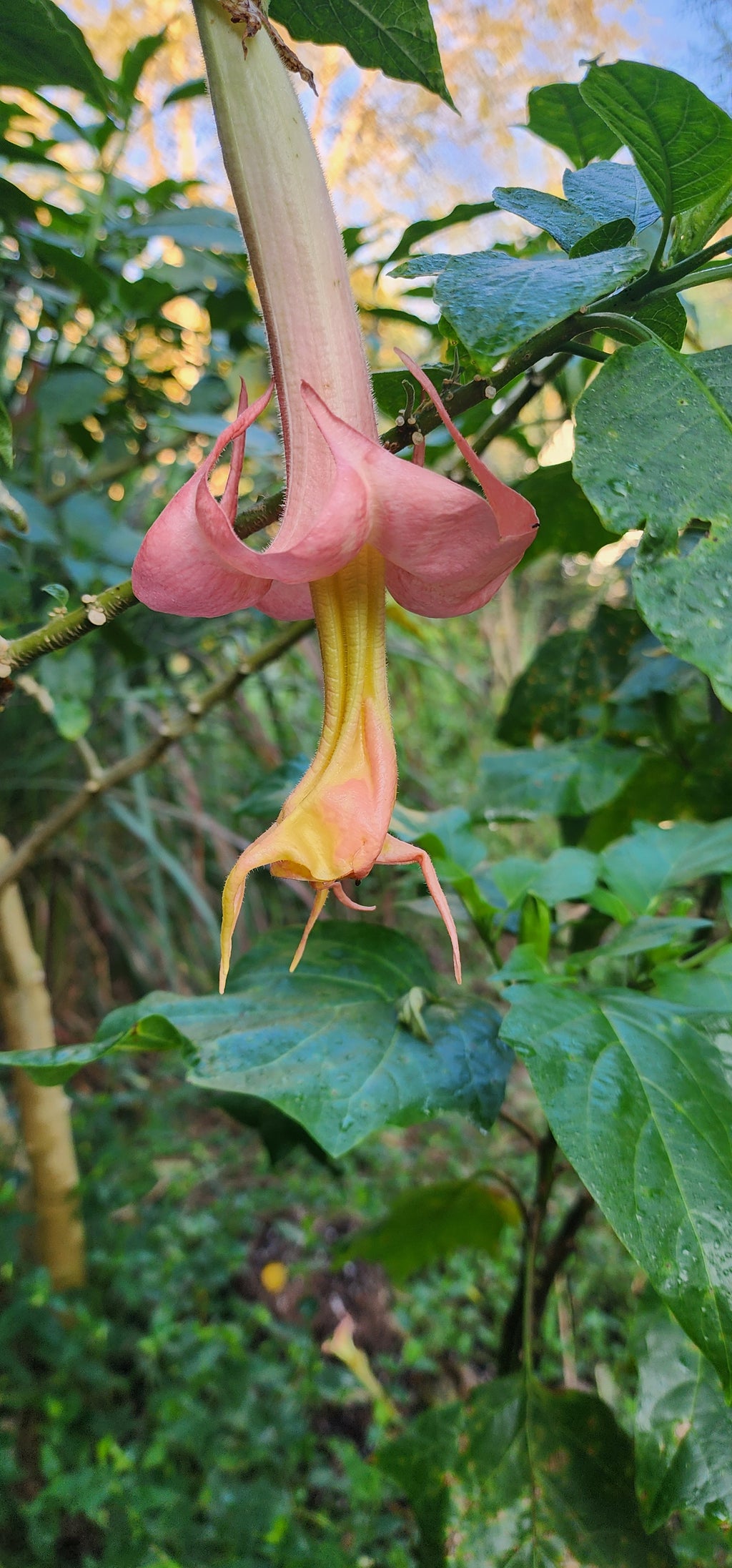 Angel's Trumpet "Angel's Honeymoon" - Live Plant