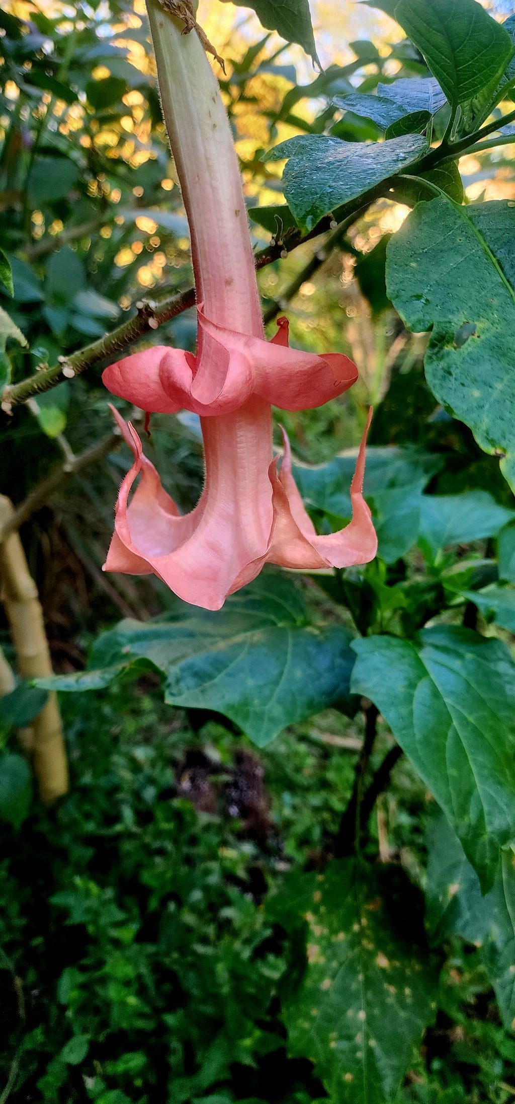 Angel's Trumpet "Angel's Honeymoon" - Live Plant