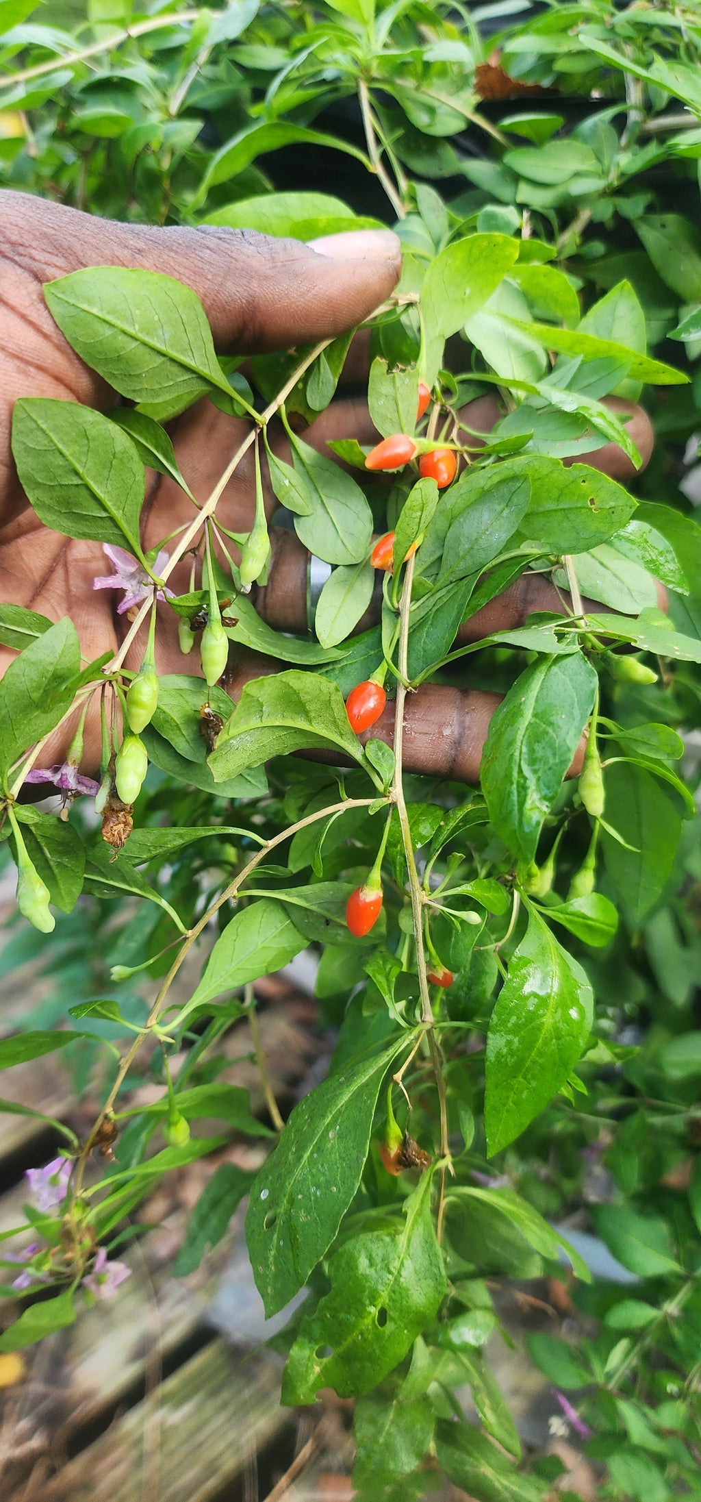 Goji Berry - Live Plant