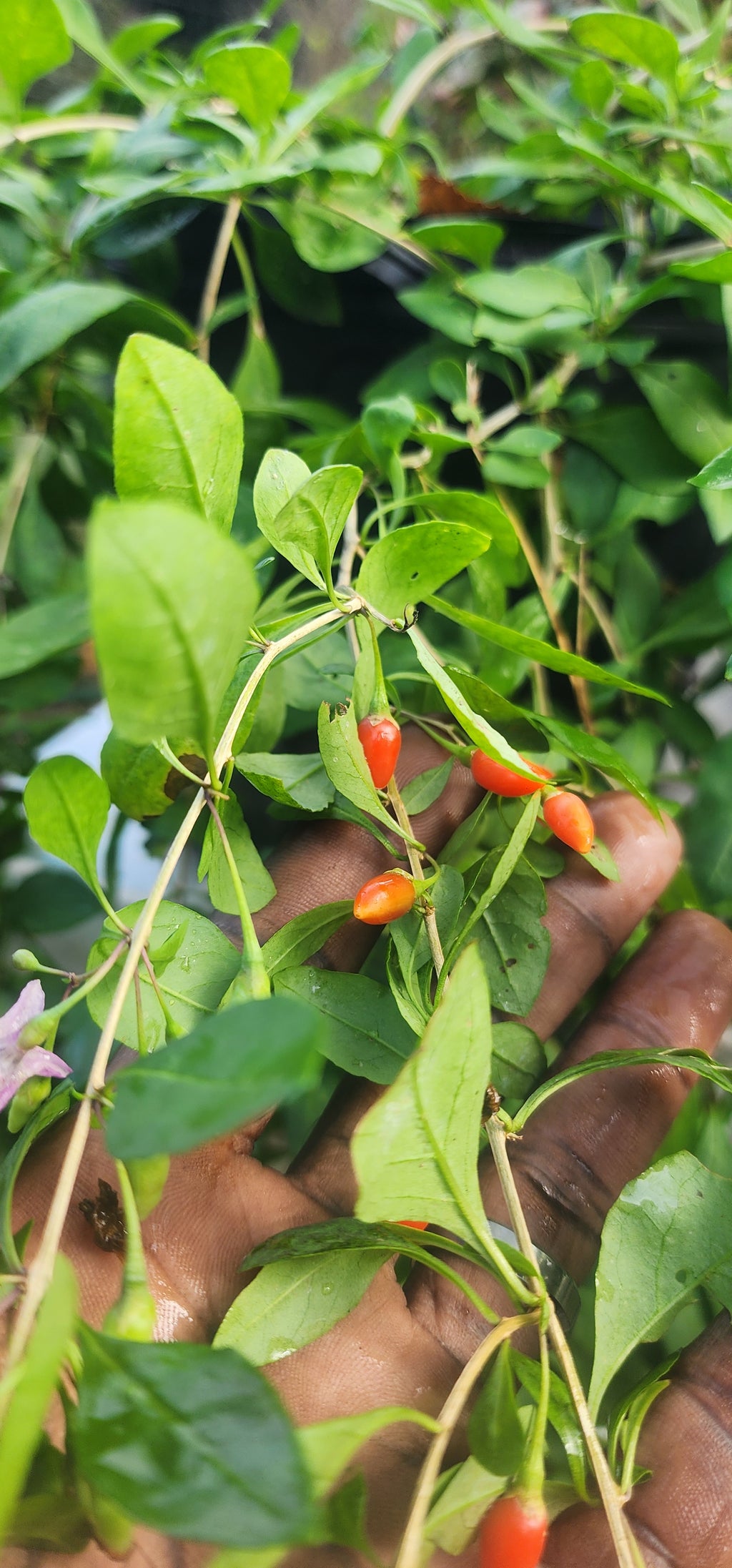 Goji Berry - Live Plant