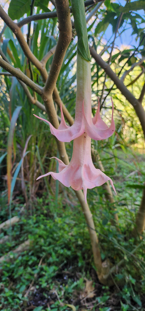 Angel's Trumpet "Angel's Honeymoon" - Live Plant