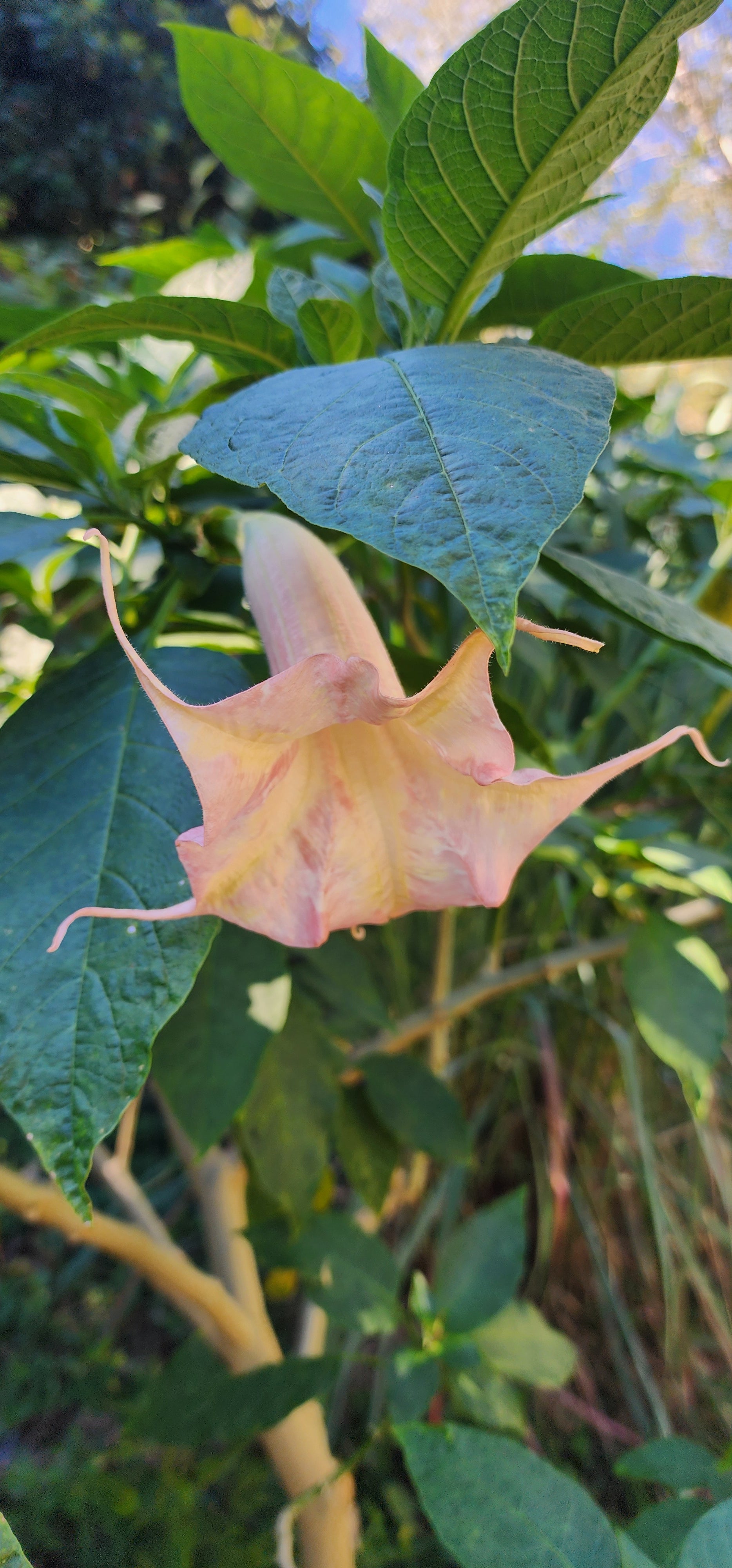 Angel's Trumpet "Angel's Honeymoon" - Live Plant