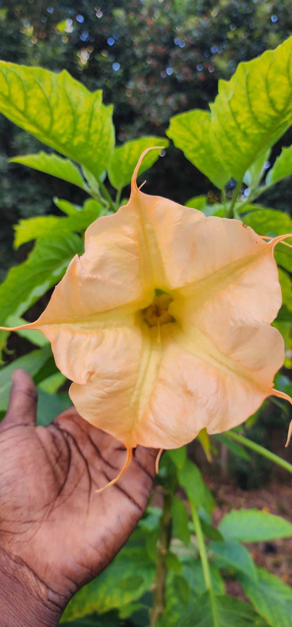 Angel's Trumpet "Eddies Coral Reef" - Live Plant