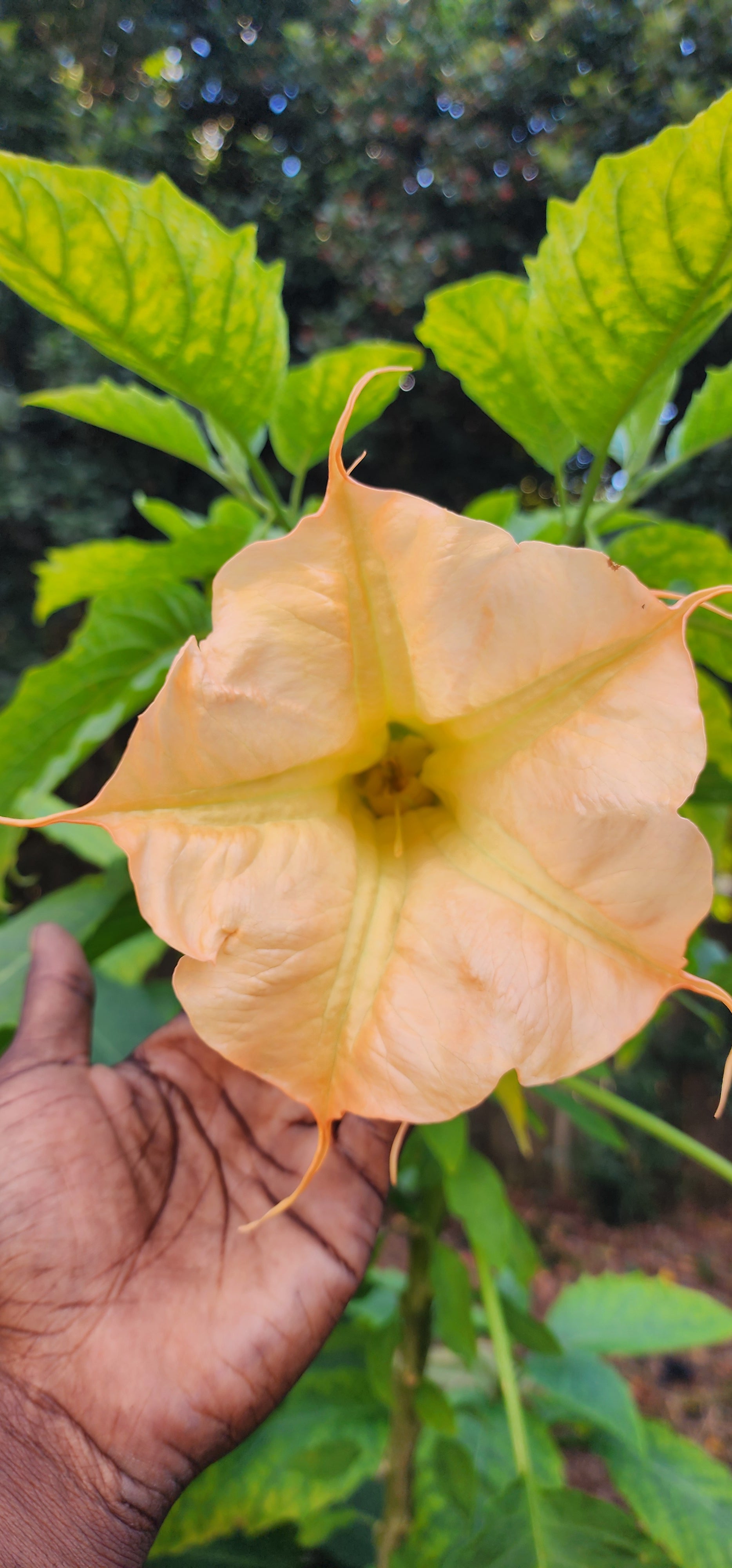 Angel's Trumpet "Eddies Coral Reef" - Live Plant
