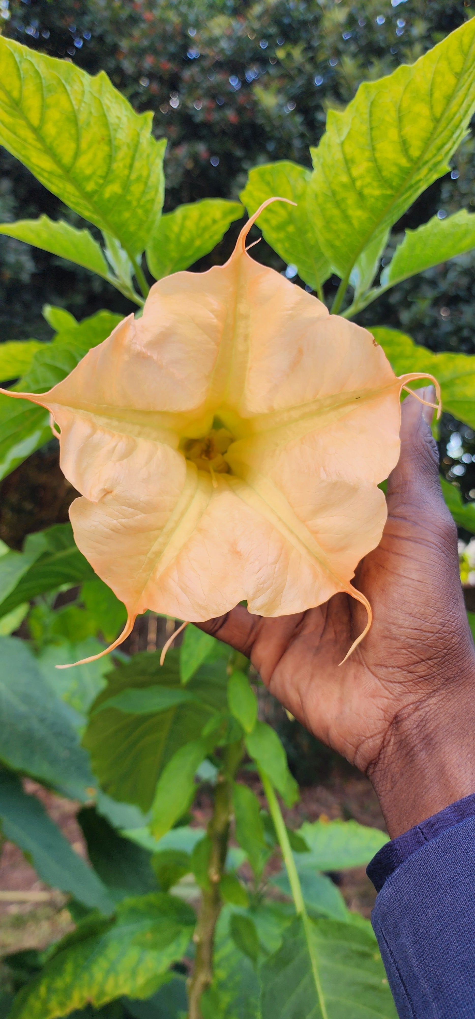 Angel's Trumpet "Eddies Coral Reef" - Live Plant