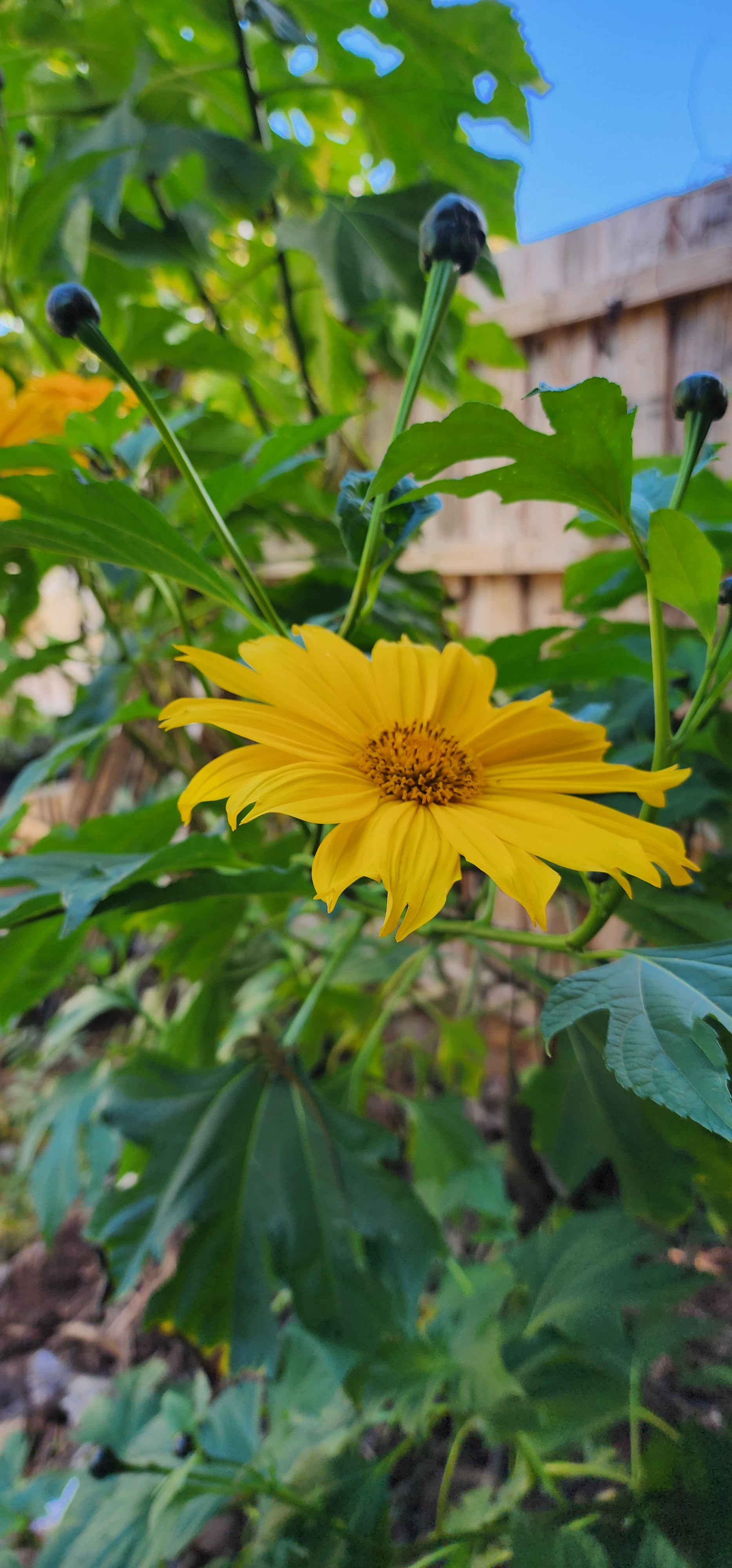 Mexican Sunflower "Tree" - Live Plant