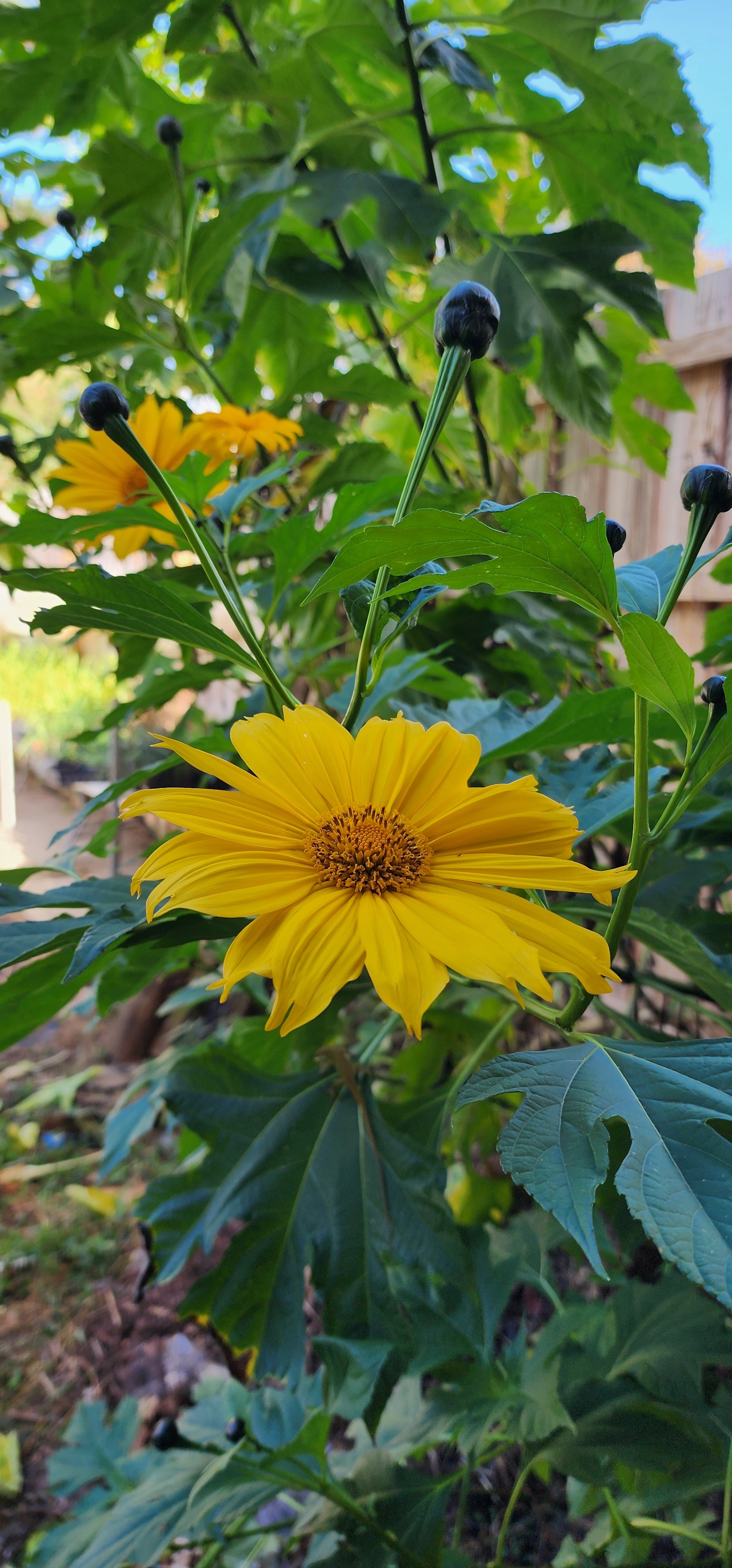 Mexican Sunflower "Tree" - Live Plant