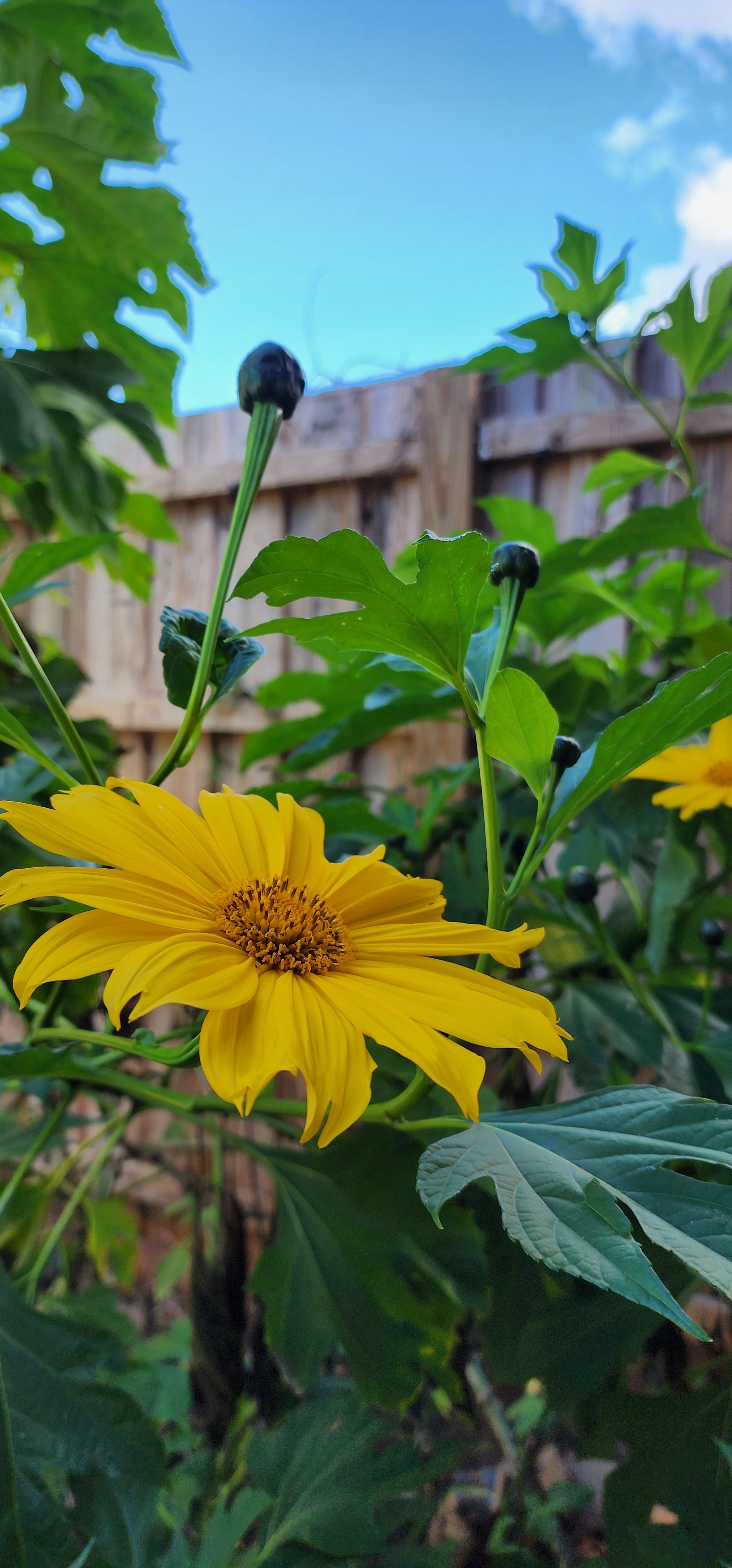 Mexican Sunflower "Tree" - Live Plant