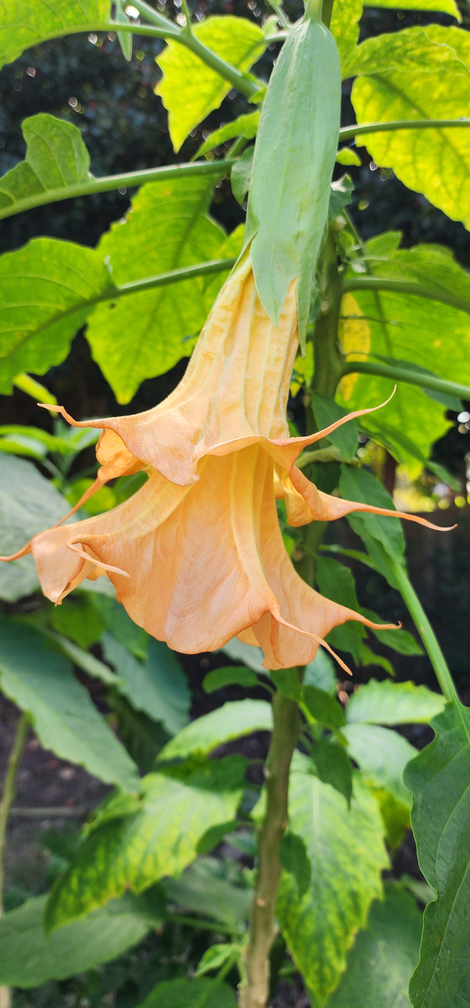 Angel's Trumpet "Eddies Coral Reef" - Live Plant