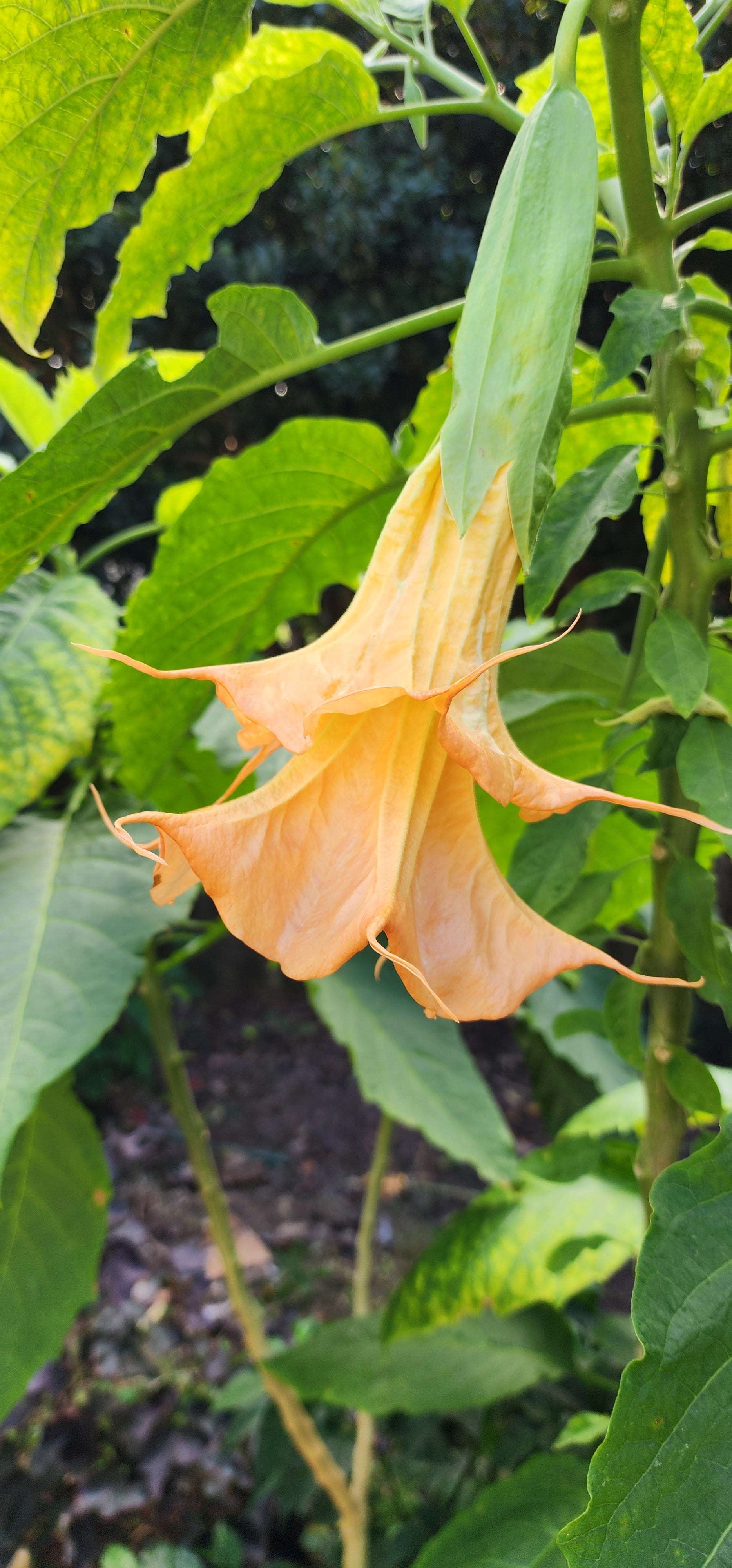 Angel's Trumpet "Eddies Coral Reef" - Live Plant