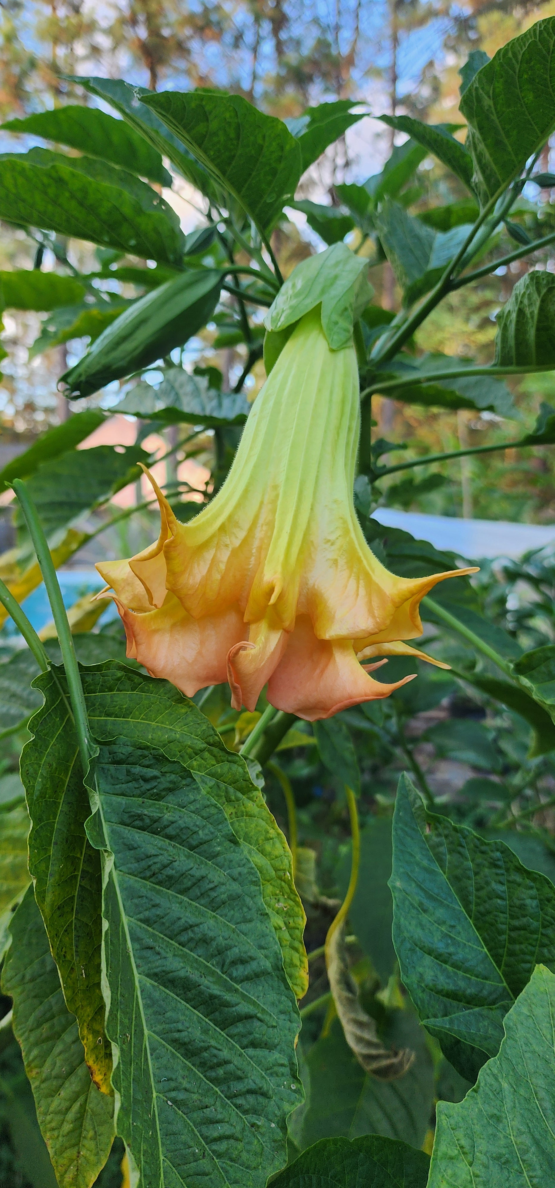 Angel's Trumpet "Clemson Tiger 16" - Live Plant