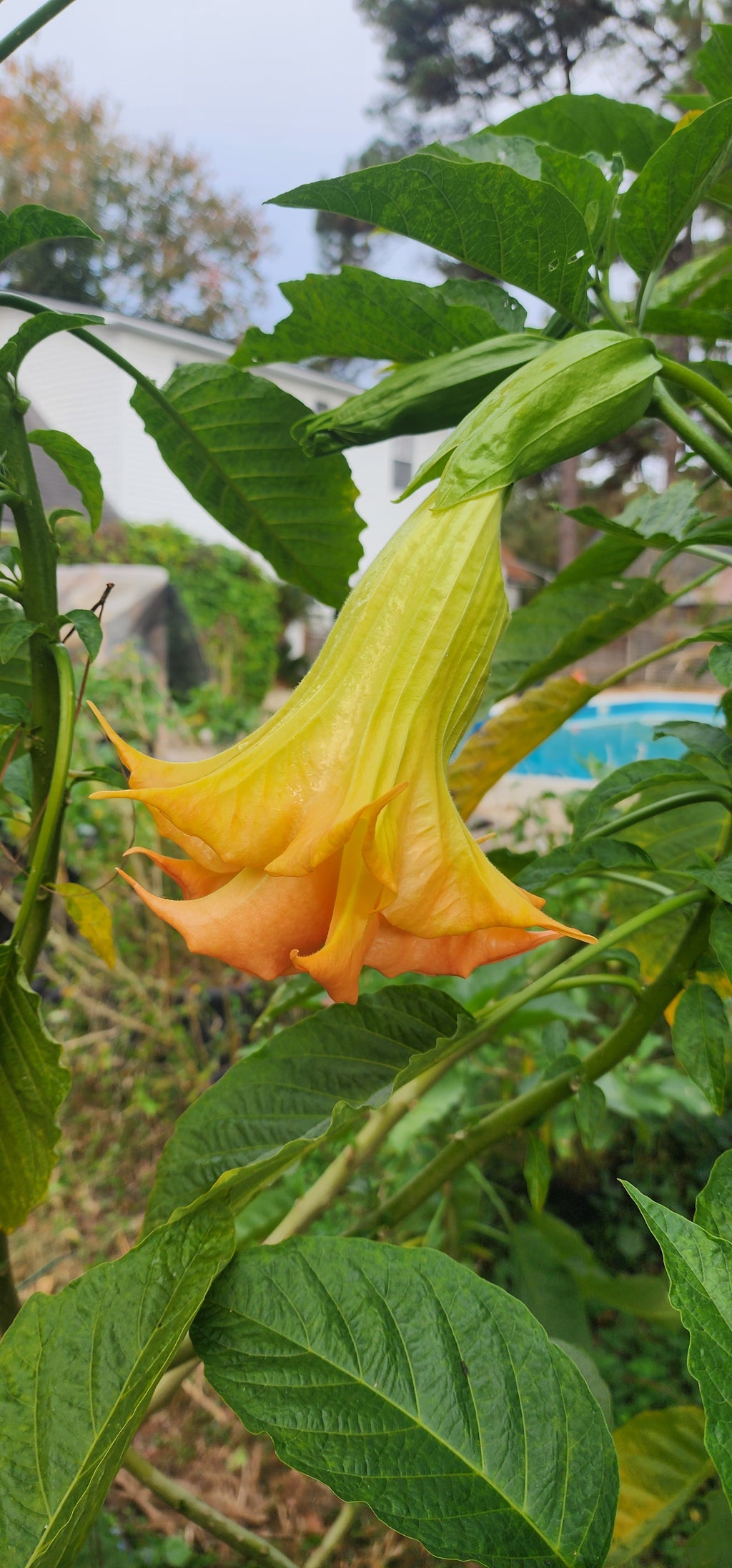Angel's Trumpet "Clemson Tiger 16" - Live Plant