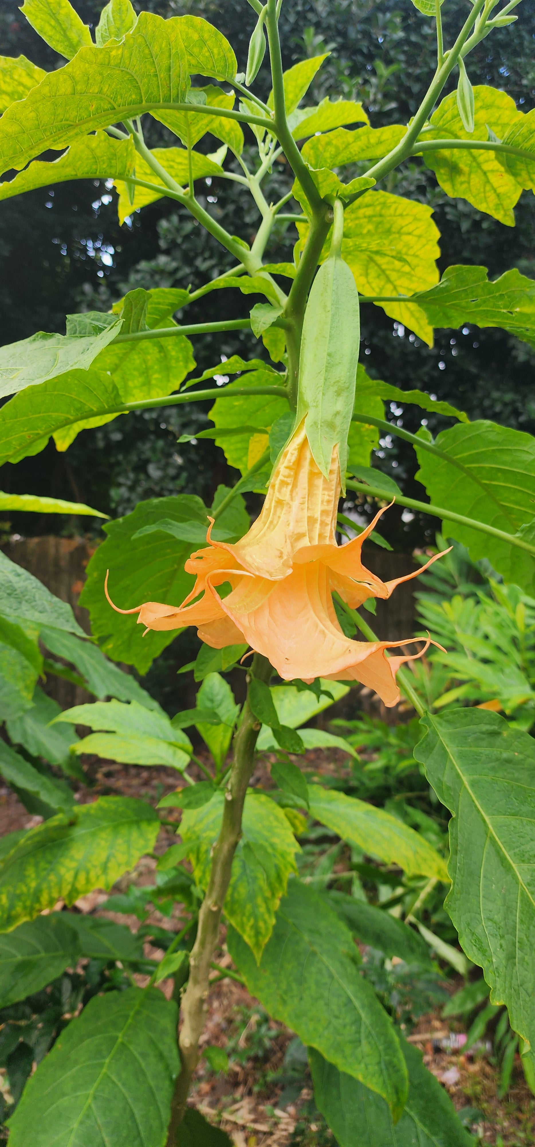 Angel's Trumpet "Eddies Coral Reef" - Live Plant