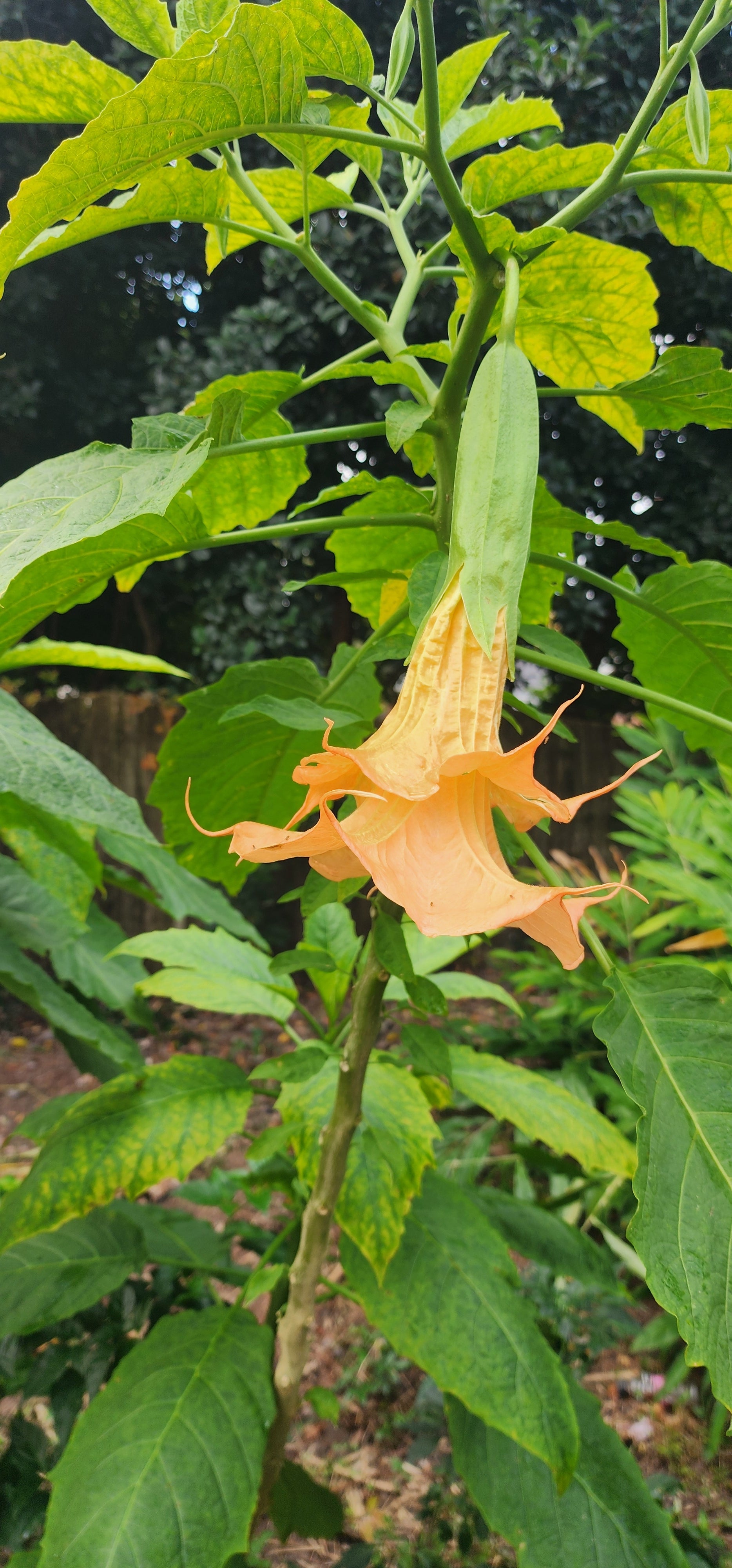 Angel's Trumpet "Eddies Coral Reef" - Live Plant