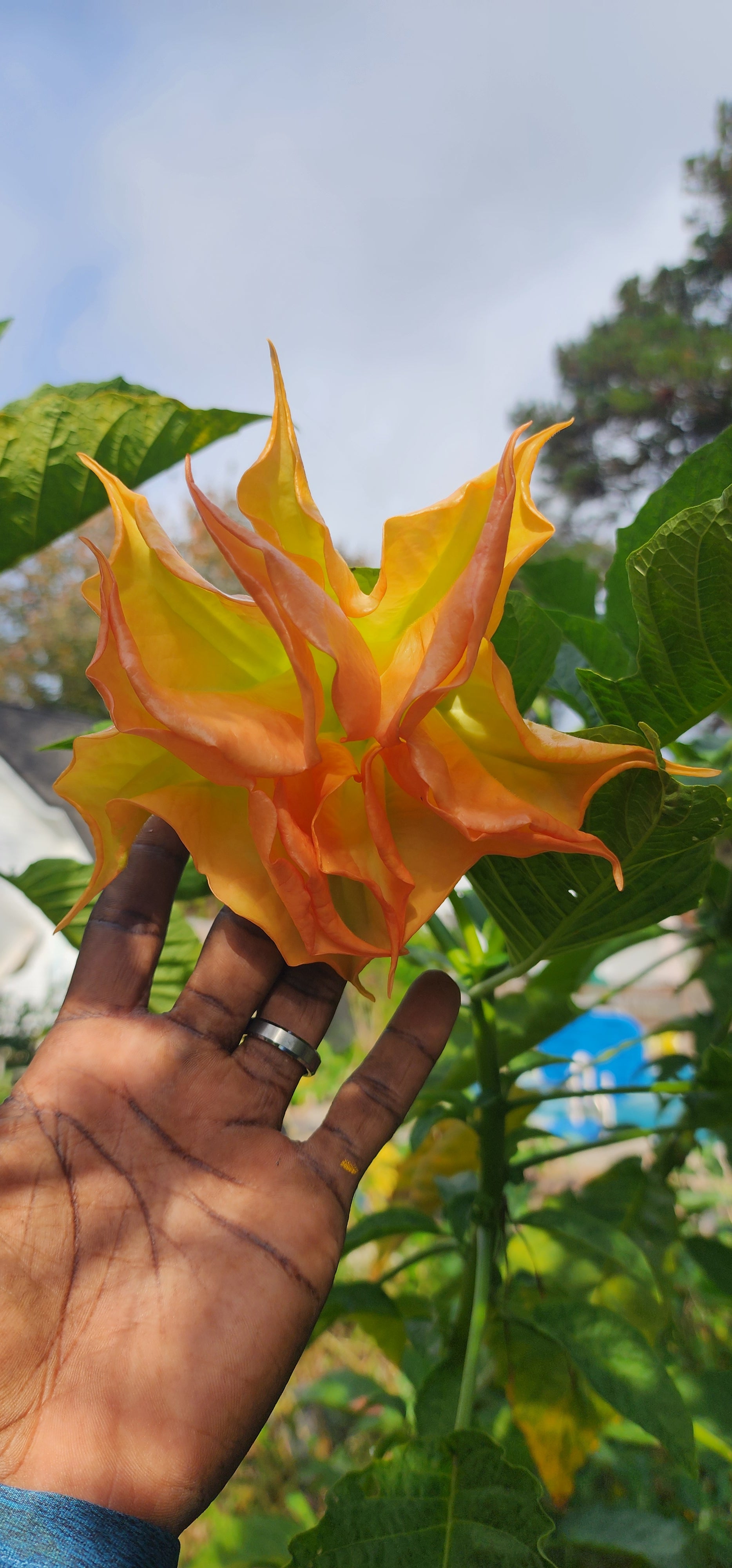 Angel's Trumpet "Clemson Tiger 16" - Live Plant