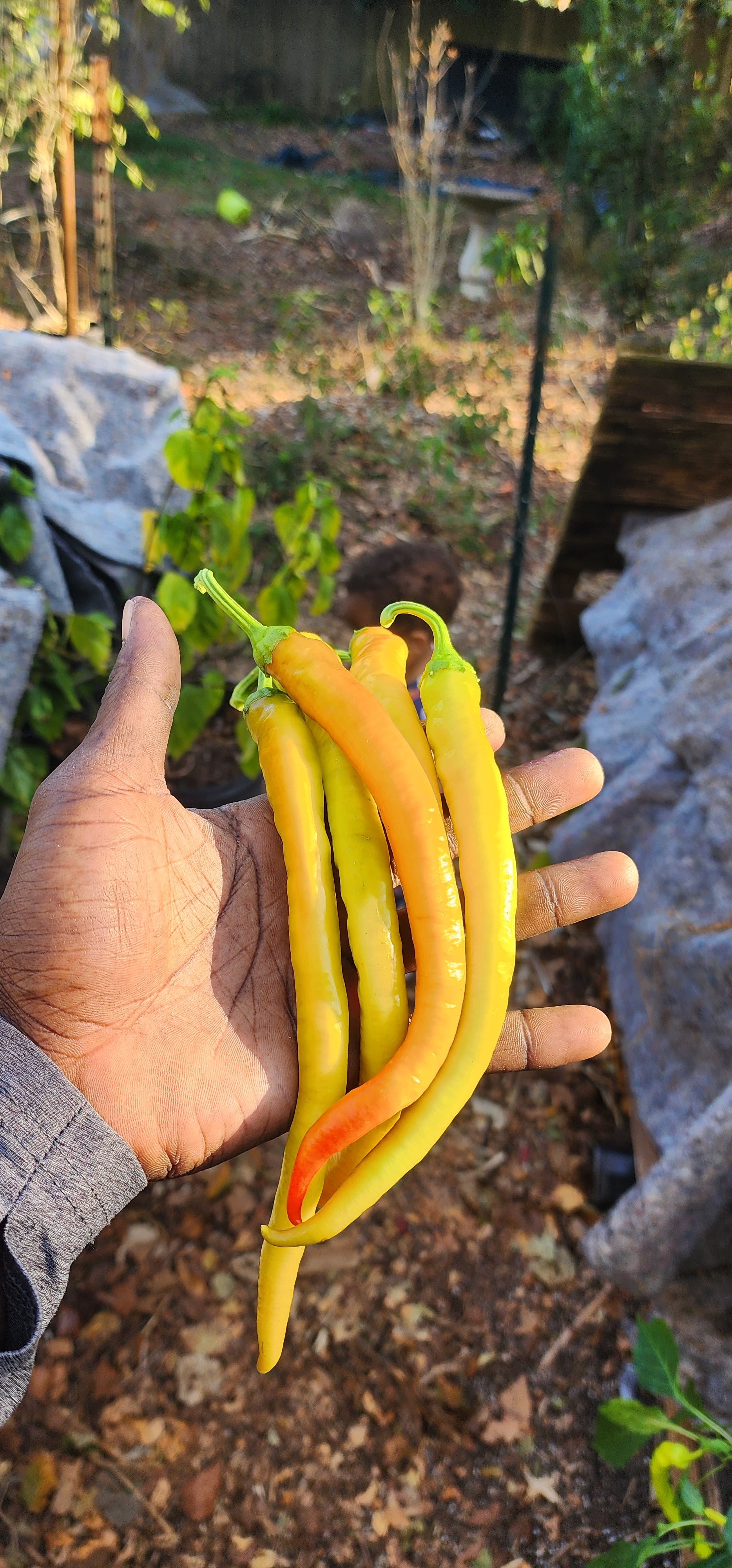 Pepper Plant "Corbaci"- Live Plant