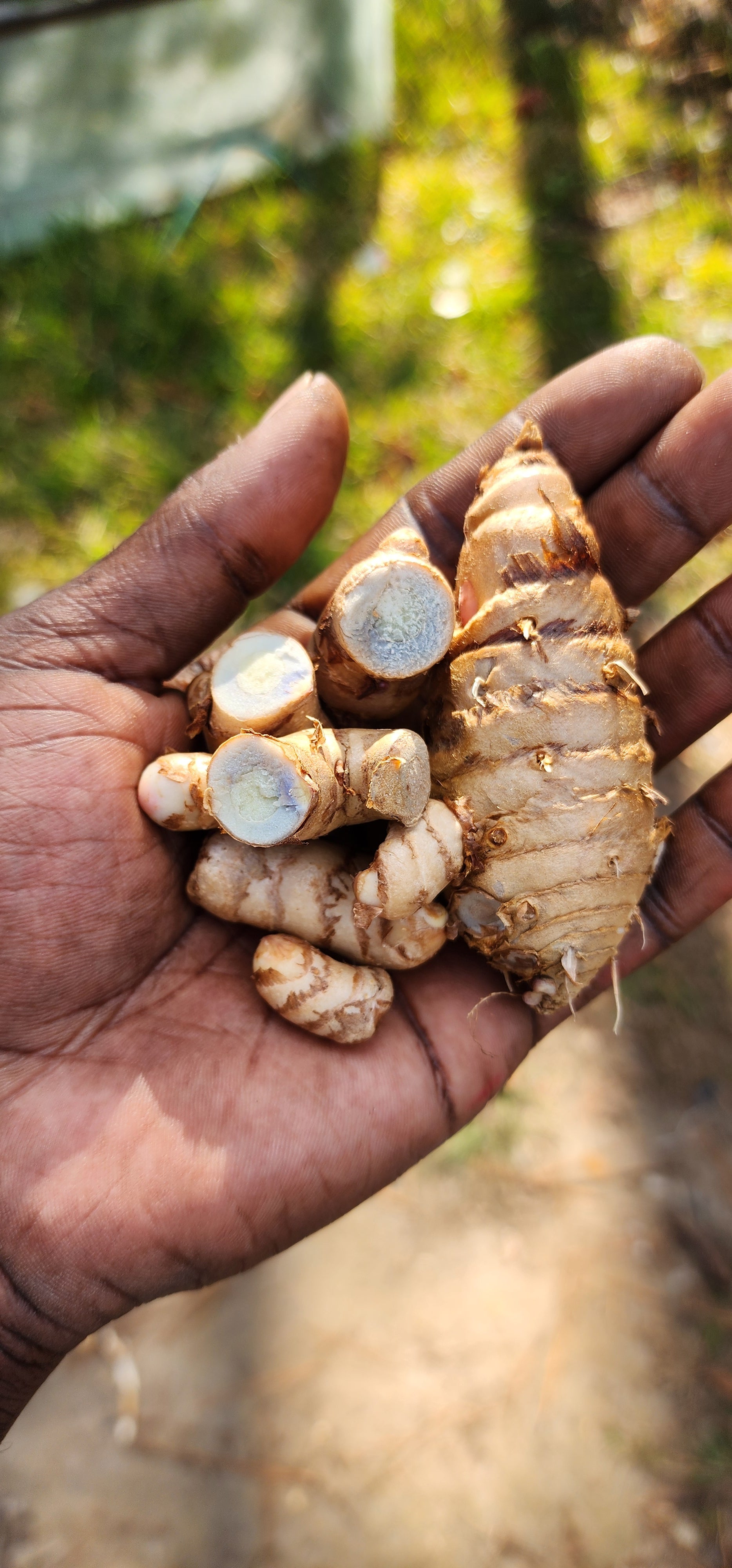 Turmeric "Blue" - Live Plant