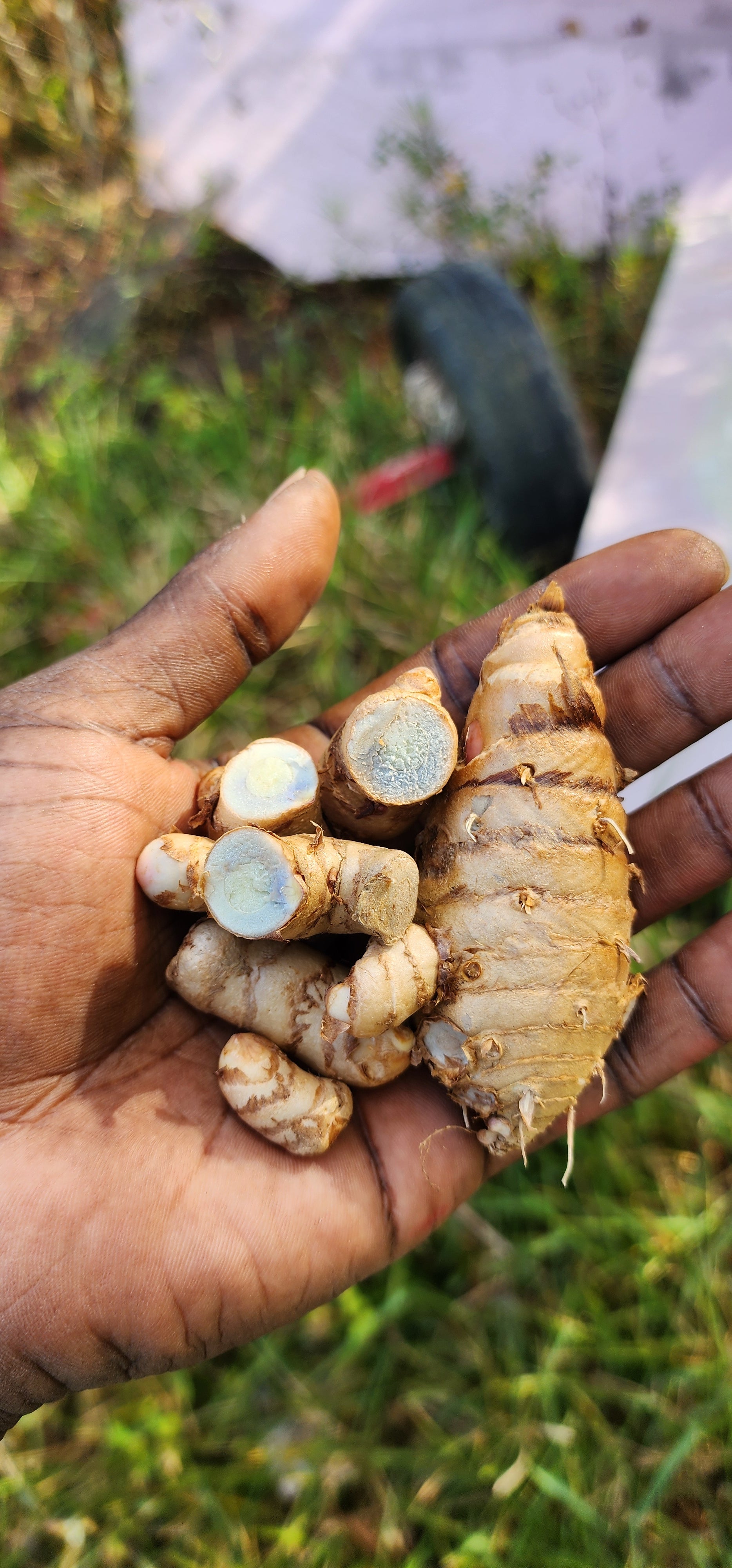 Turmeric "Blue" - Live Plant