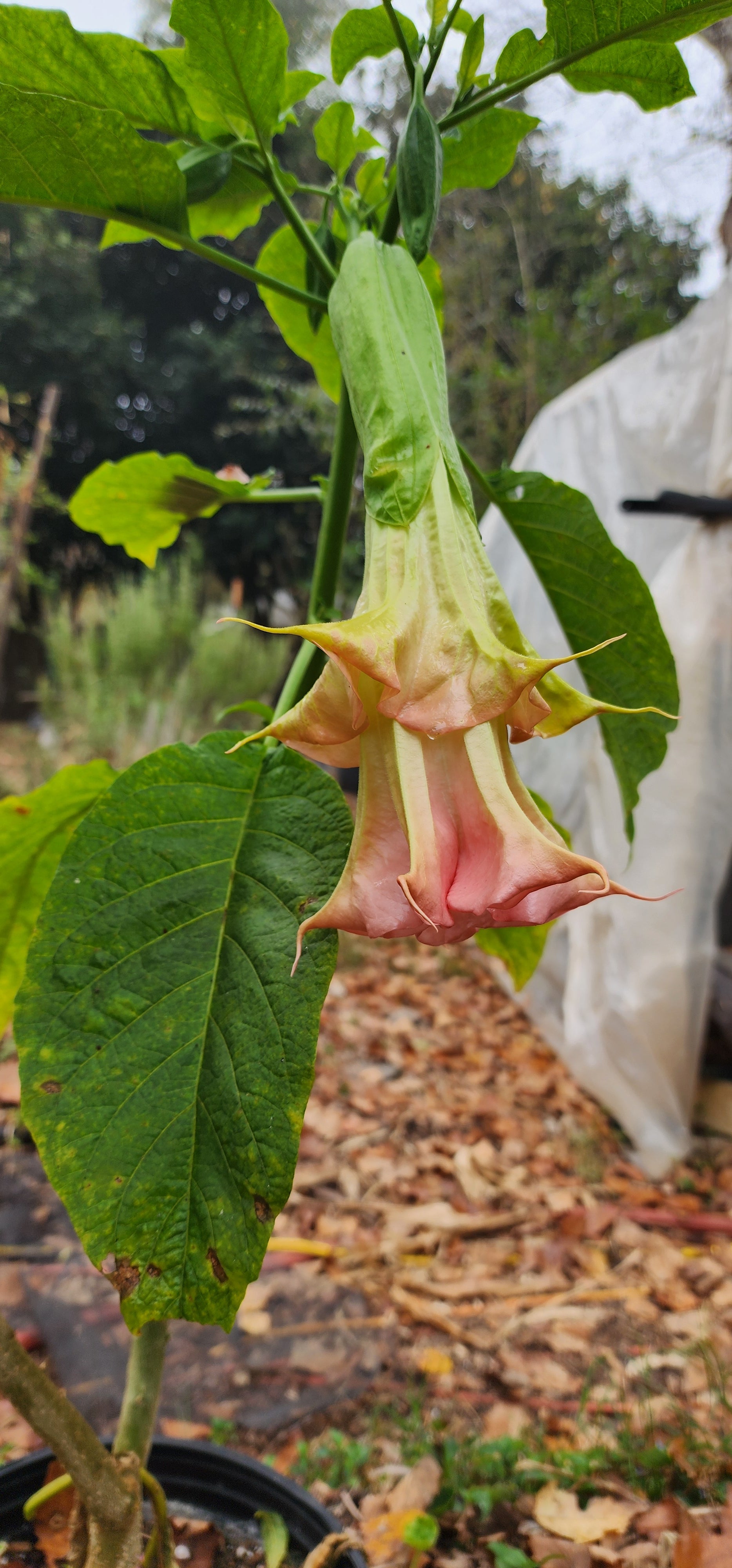 Angel's Trumpet "Yaya" - Live Plant