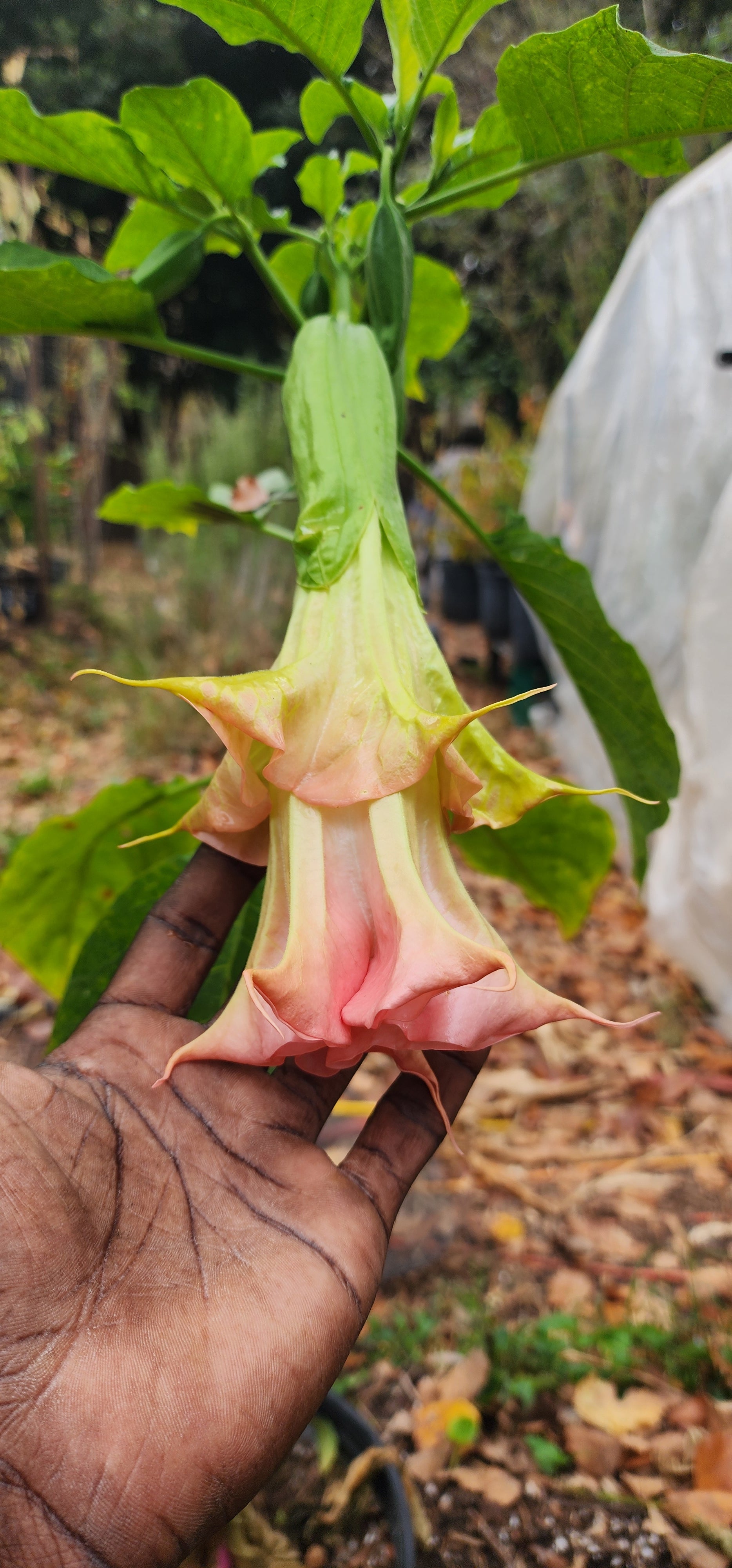 Angel's Trumpet "Yaya" - Live Plant