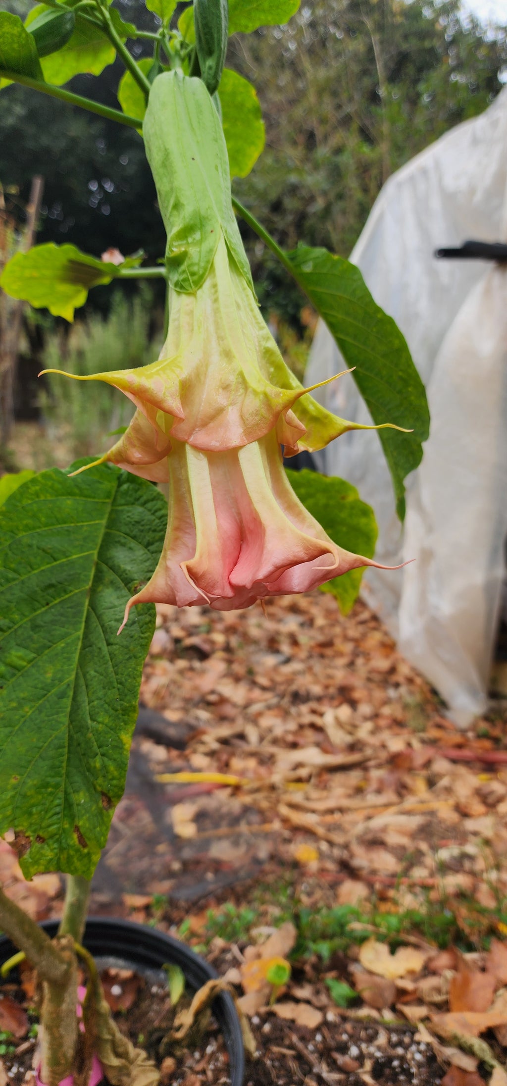 Angel's Trumpet "Yaya" - Live Plant