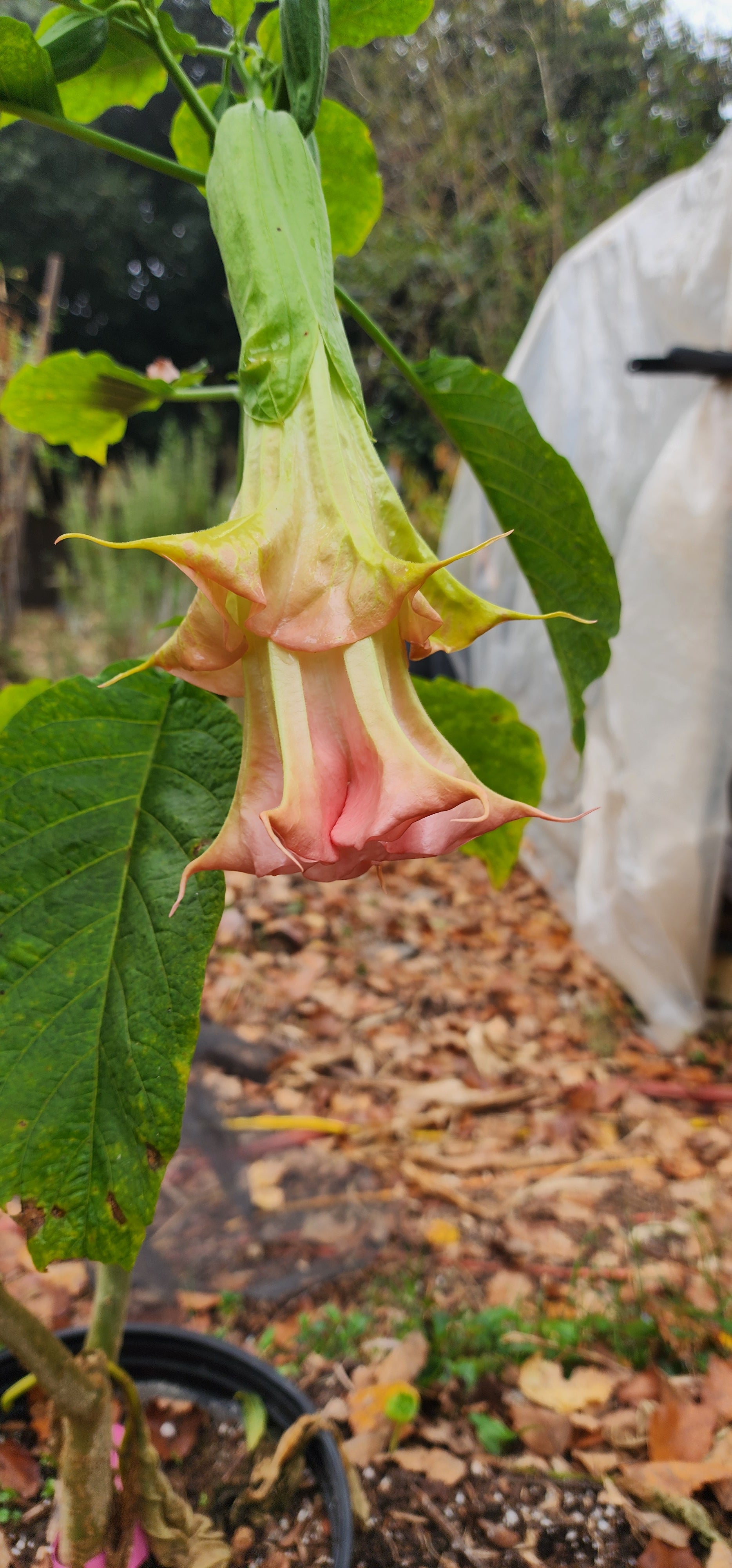Angel's Trumpet "Yaya" - Live Plant