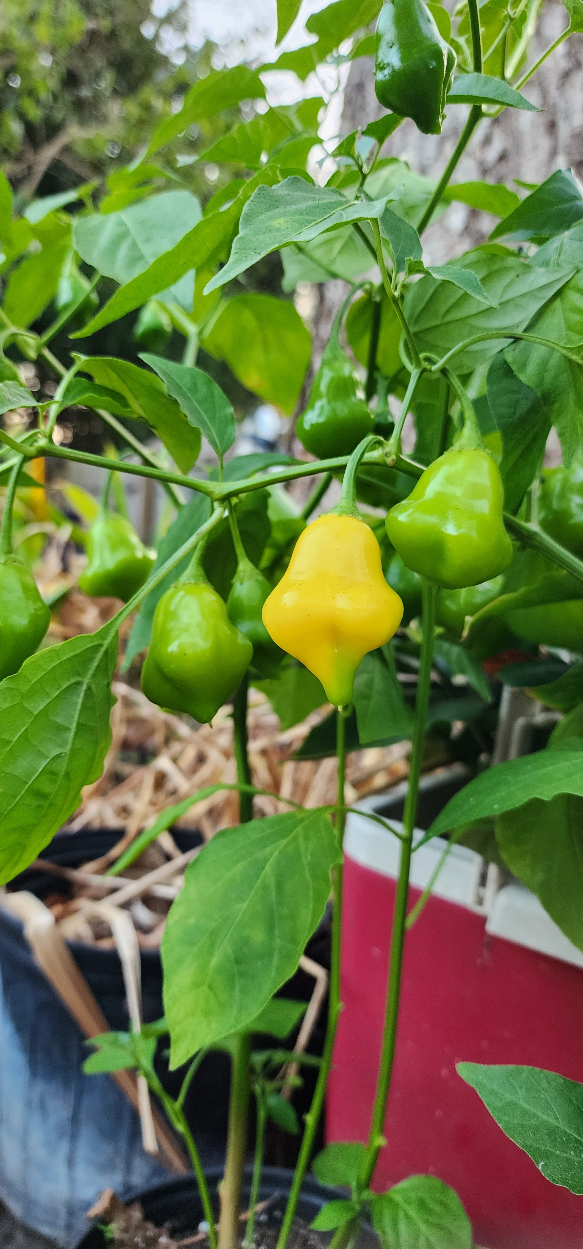 Pepper Plant "Aji Fantasy"- Live Plant
