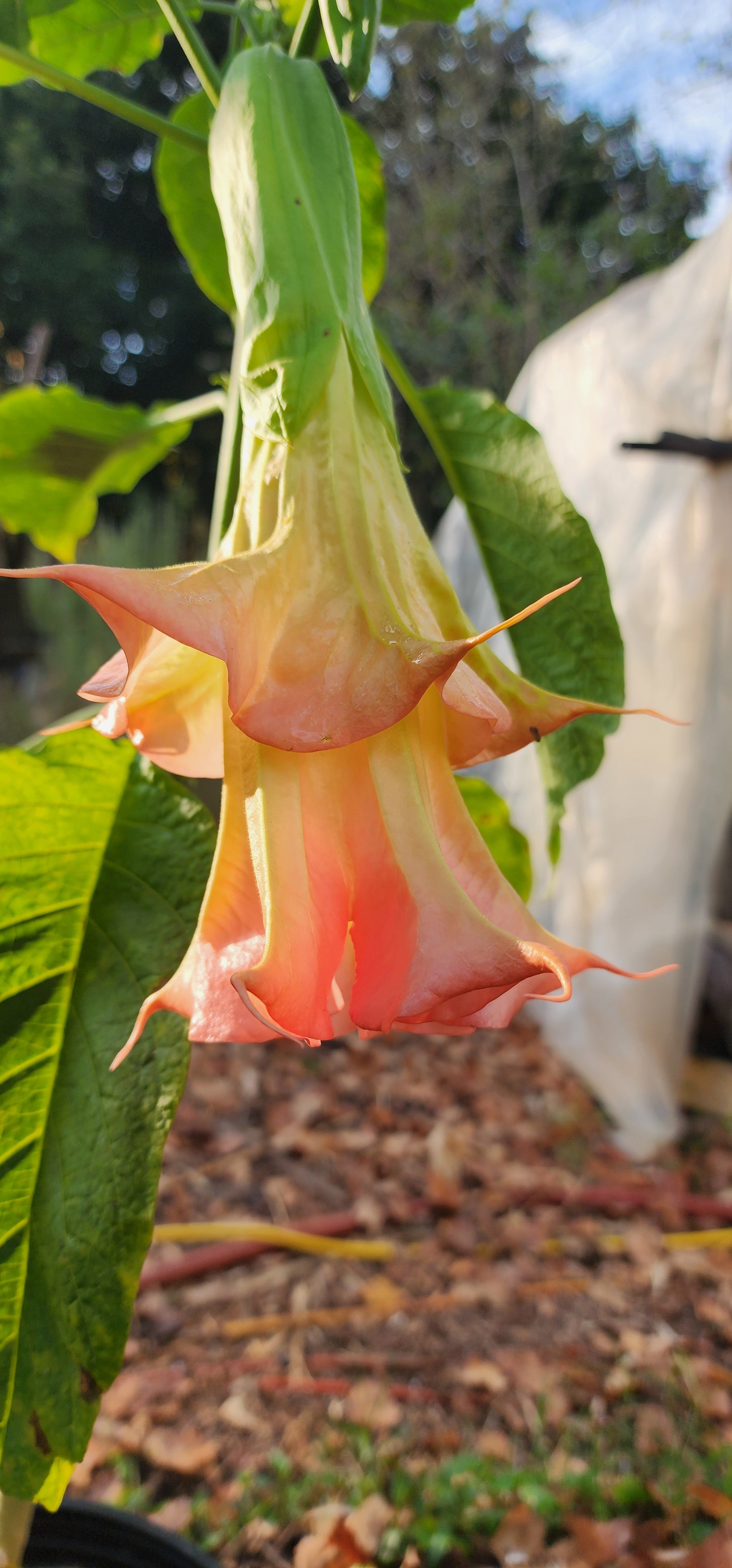 Angel's Trumpet "Yaya" - Live Plant