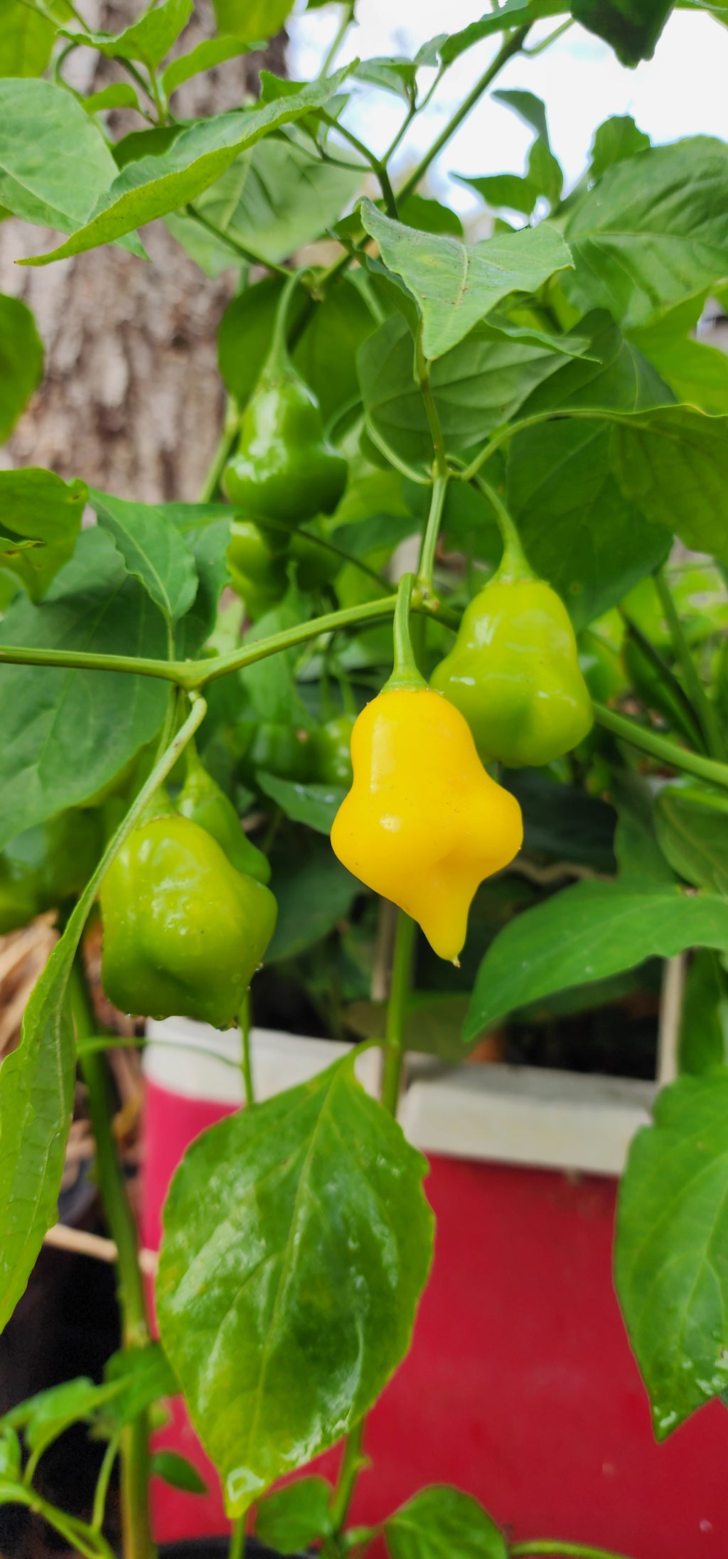 Pepper Plant "Aji Fantasy"- Live Plant