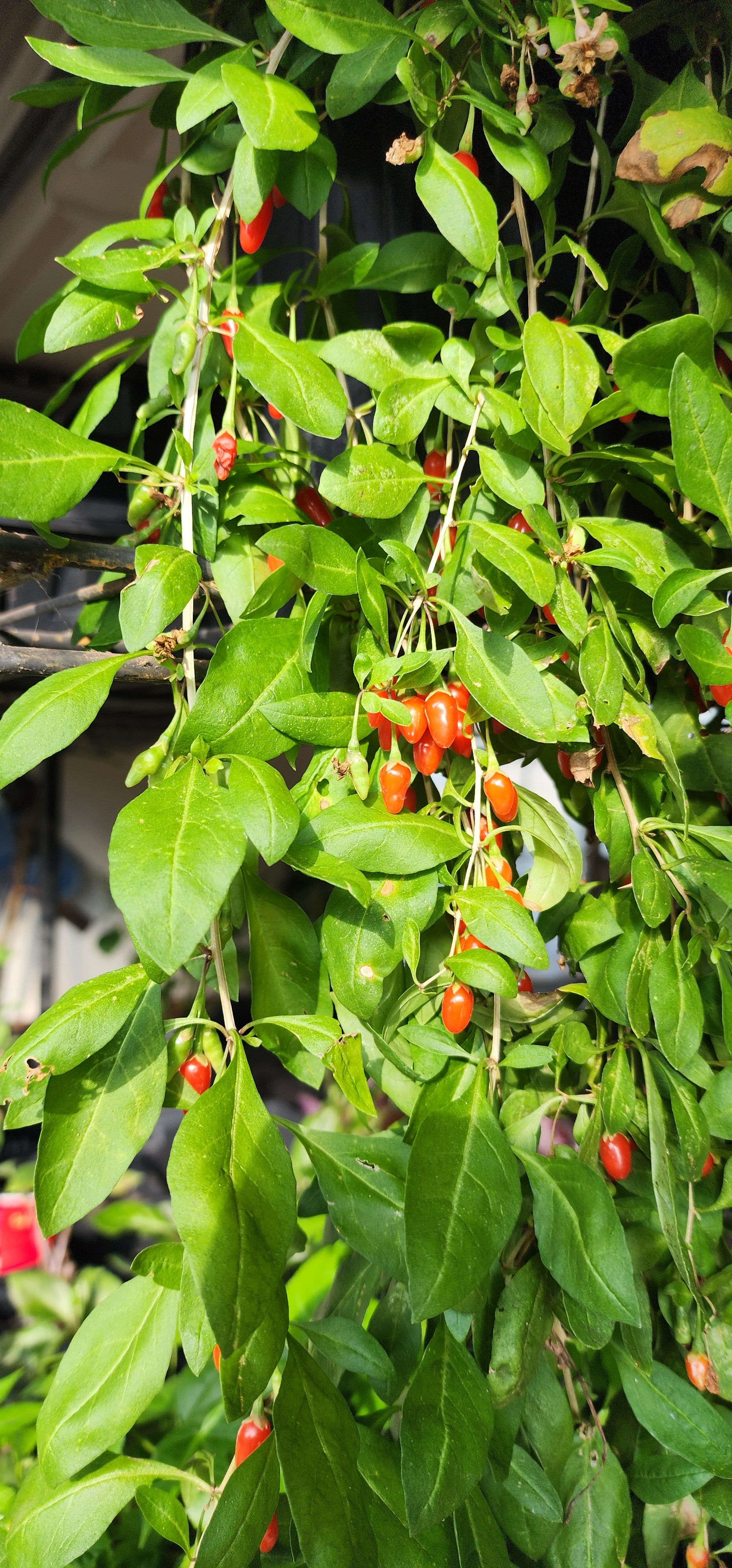 Goji Berry - Live Plant