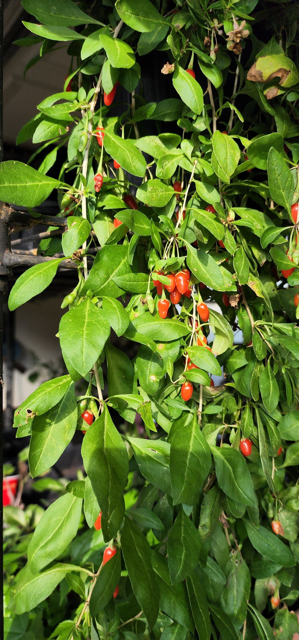 Goji Berry - Live Plant