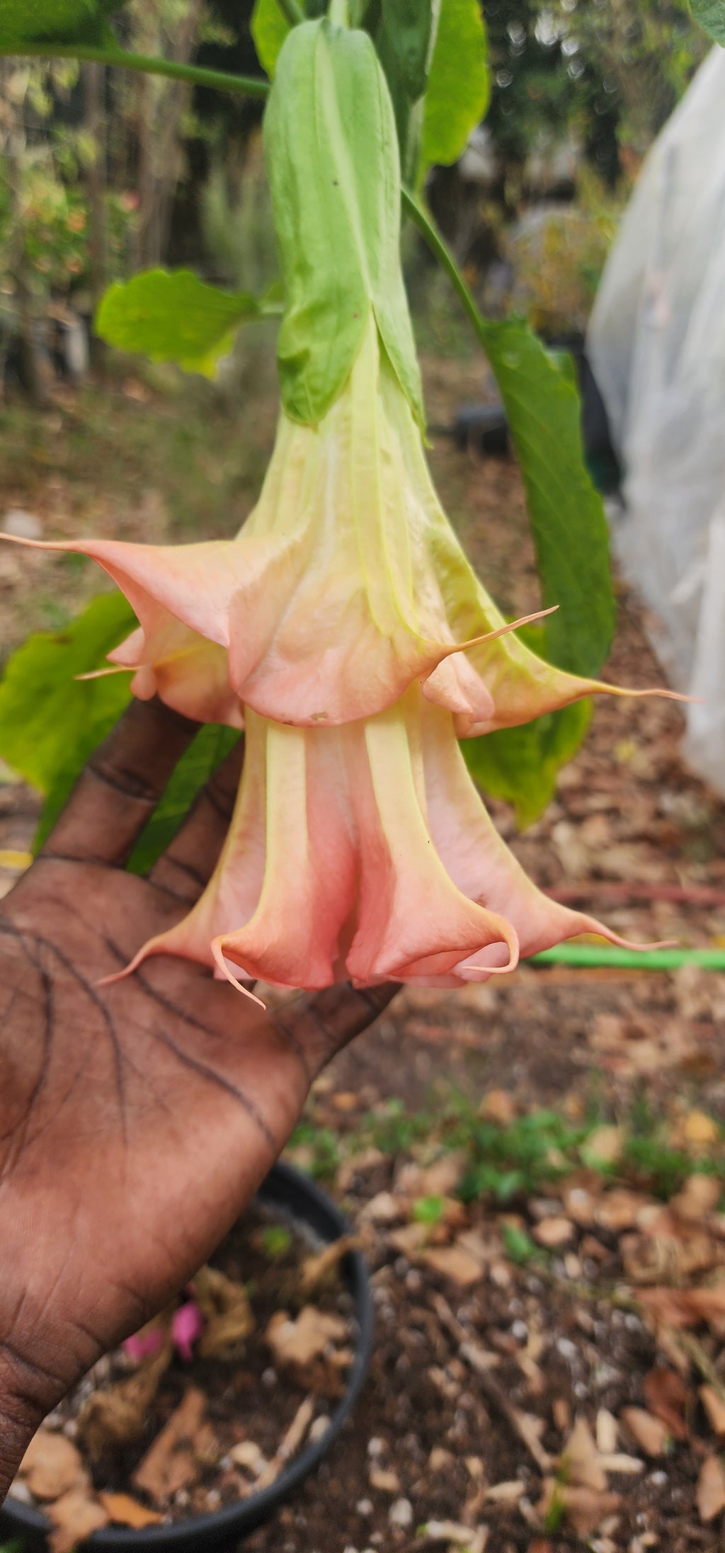 Angel's Trumpet "Yaya" - Live Plant