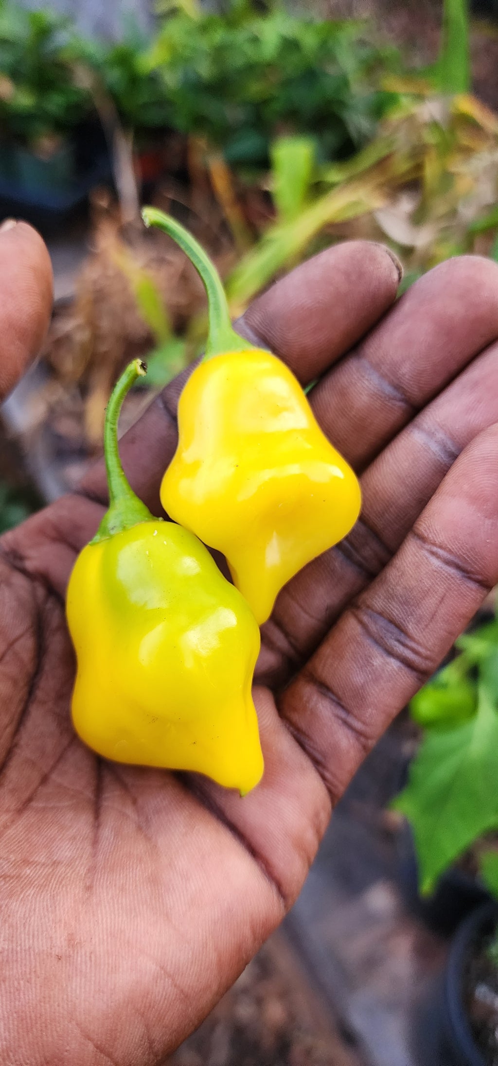 Pepper Plant "Aji Fantasy"- Live Plant