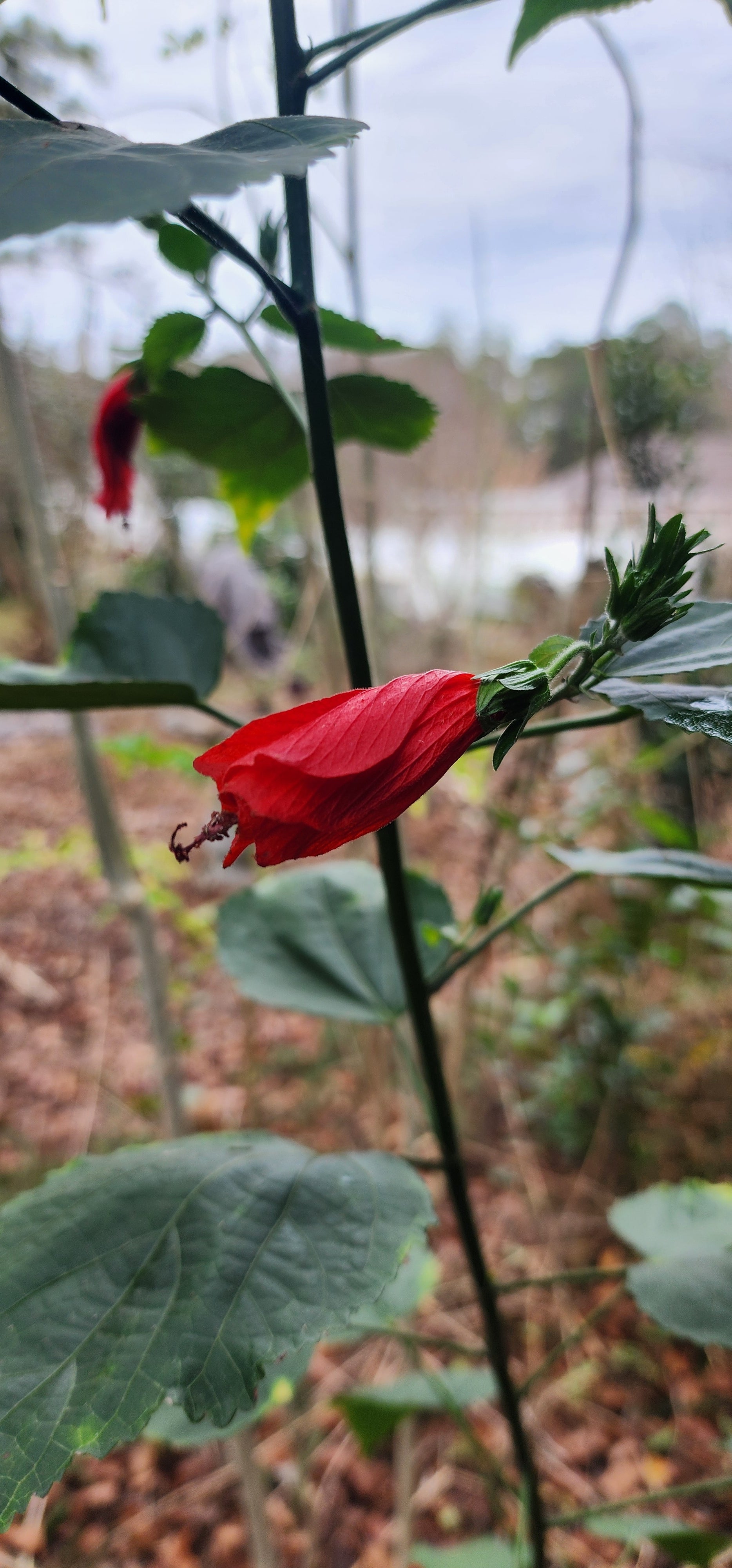 Turk's Cap Hibiscus "Big Mama" - Live Plant