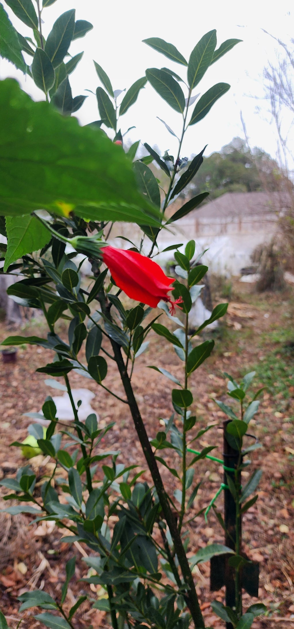 Turk's Cap Hibiscus "Big Mama" - Live Plant