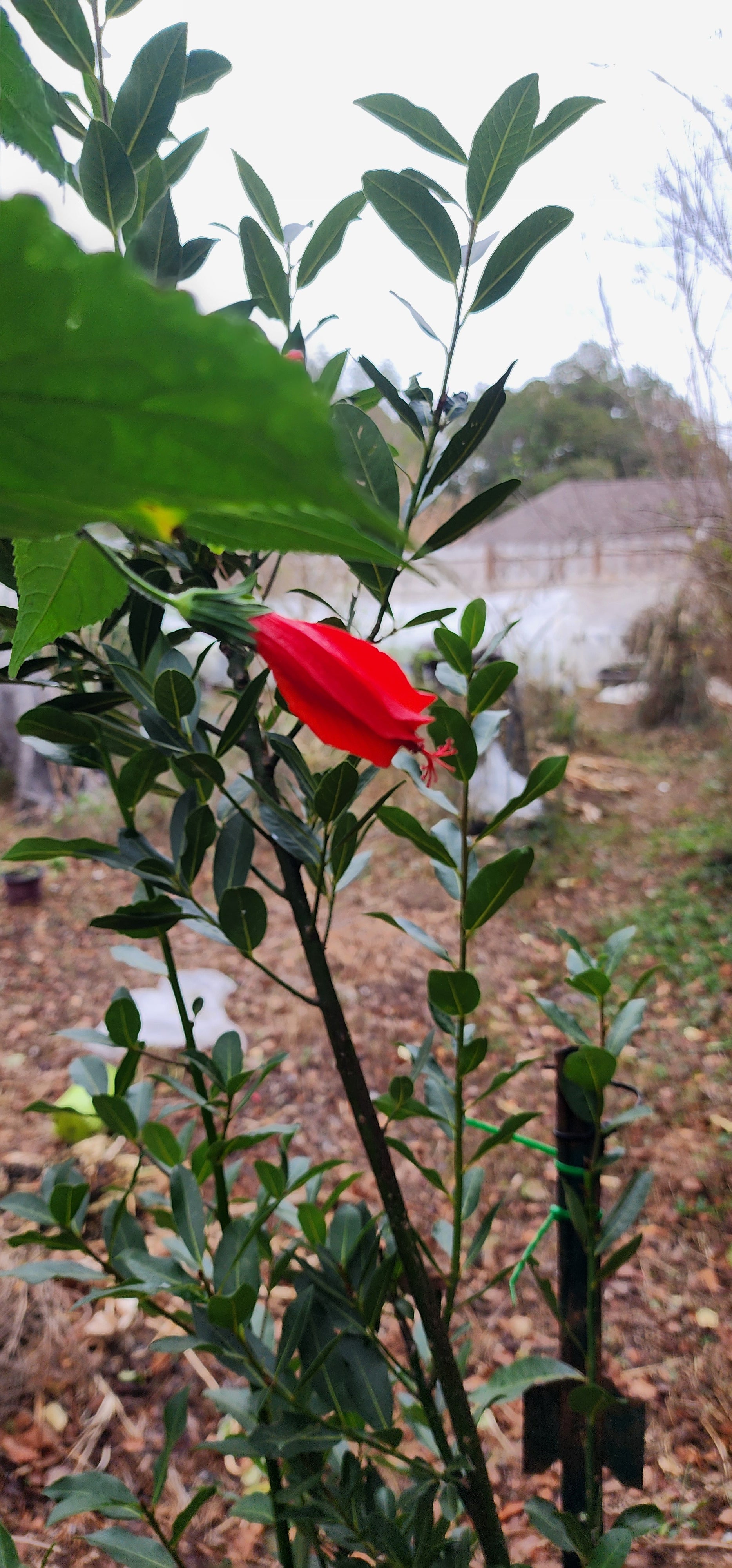 Turk's Cap Hibiscus "Big Mama" - Live Plant