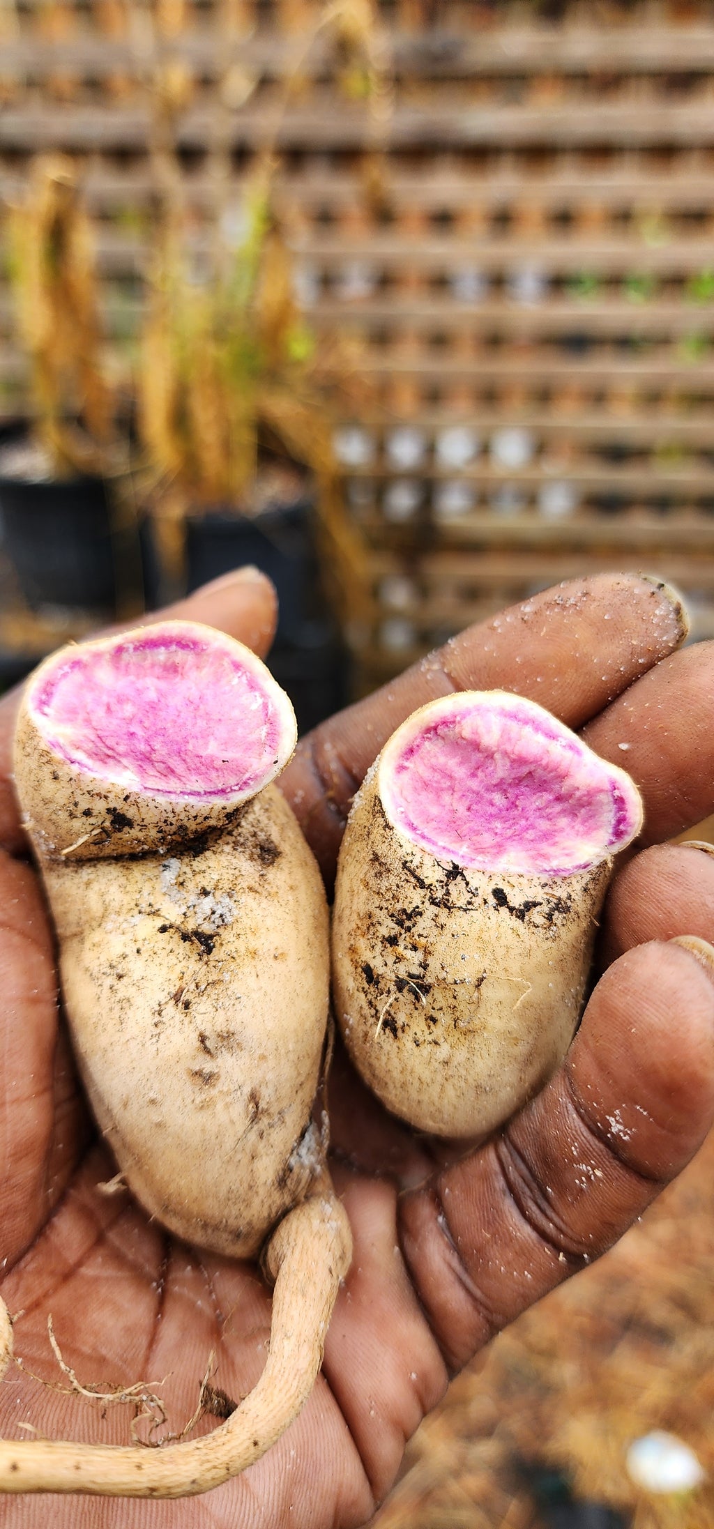 Sweet Potato "Okinawan Purple" - Live Plant