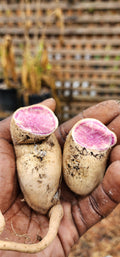 Sweet Potato "Okinawan Purple" - Live Plant