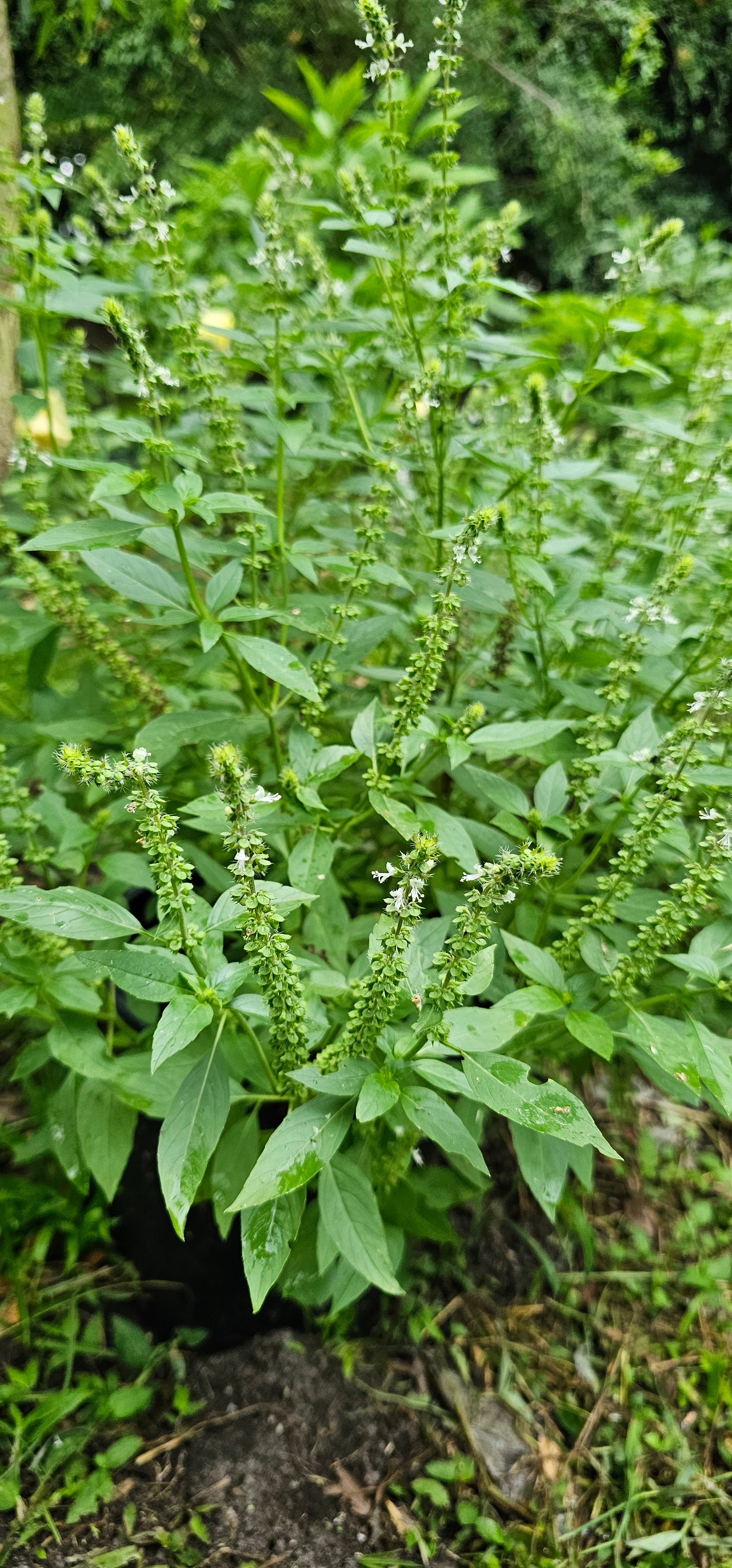Basil "Malawi Camphor" - Live Plant
