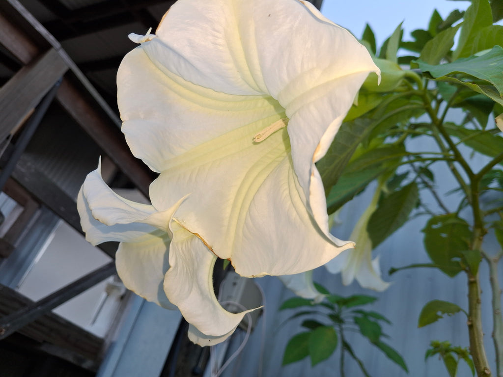 Angel's Trumpet "IDA" - Live Plant