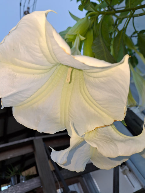Angel's Trumpet "IDA" - Live Plant