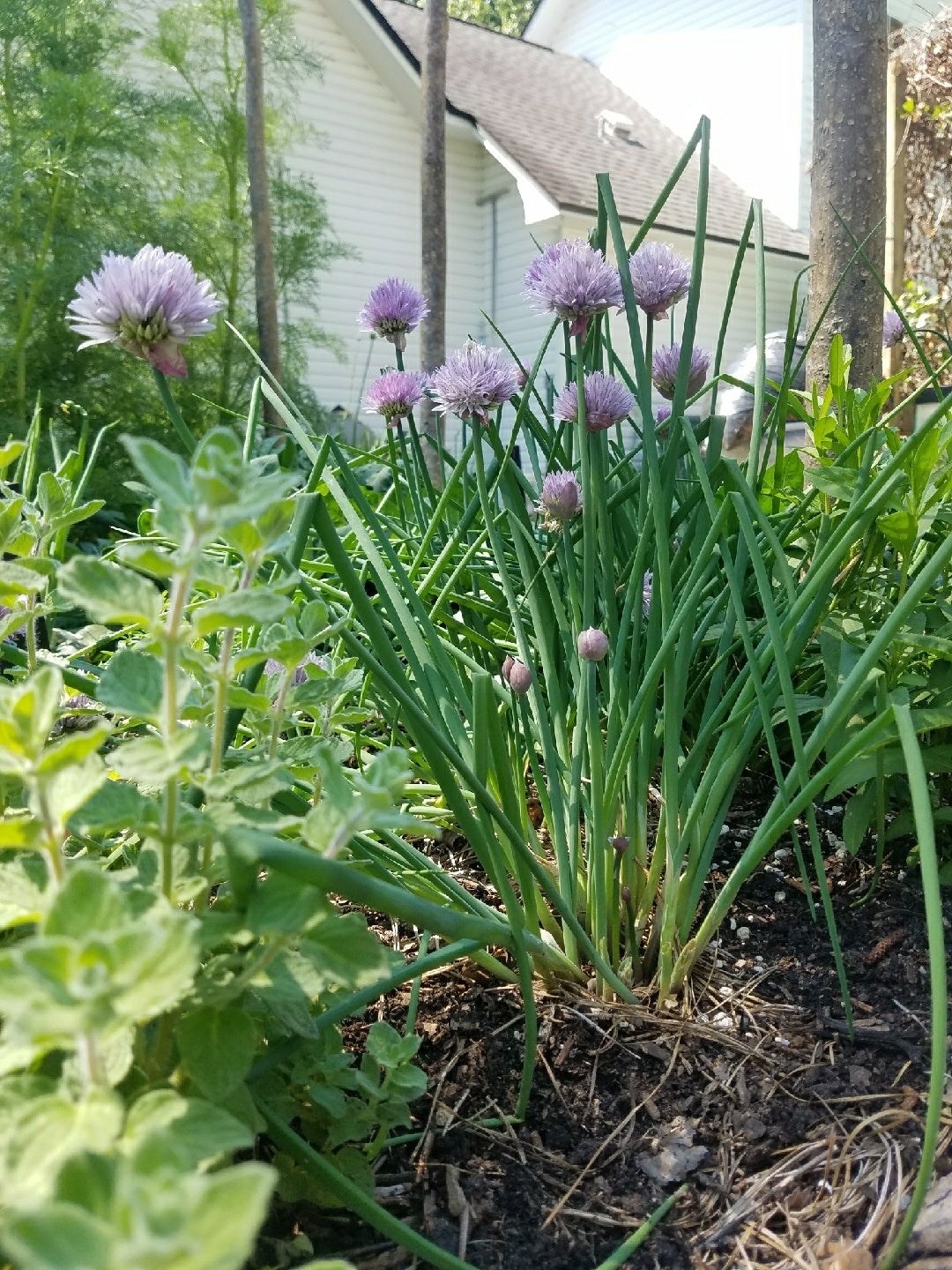 Chives "Onion" - Live Plant