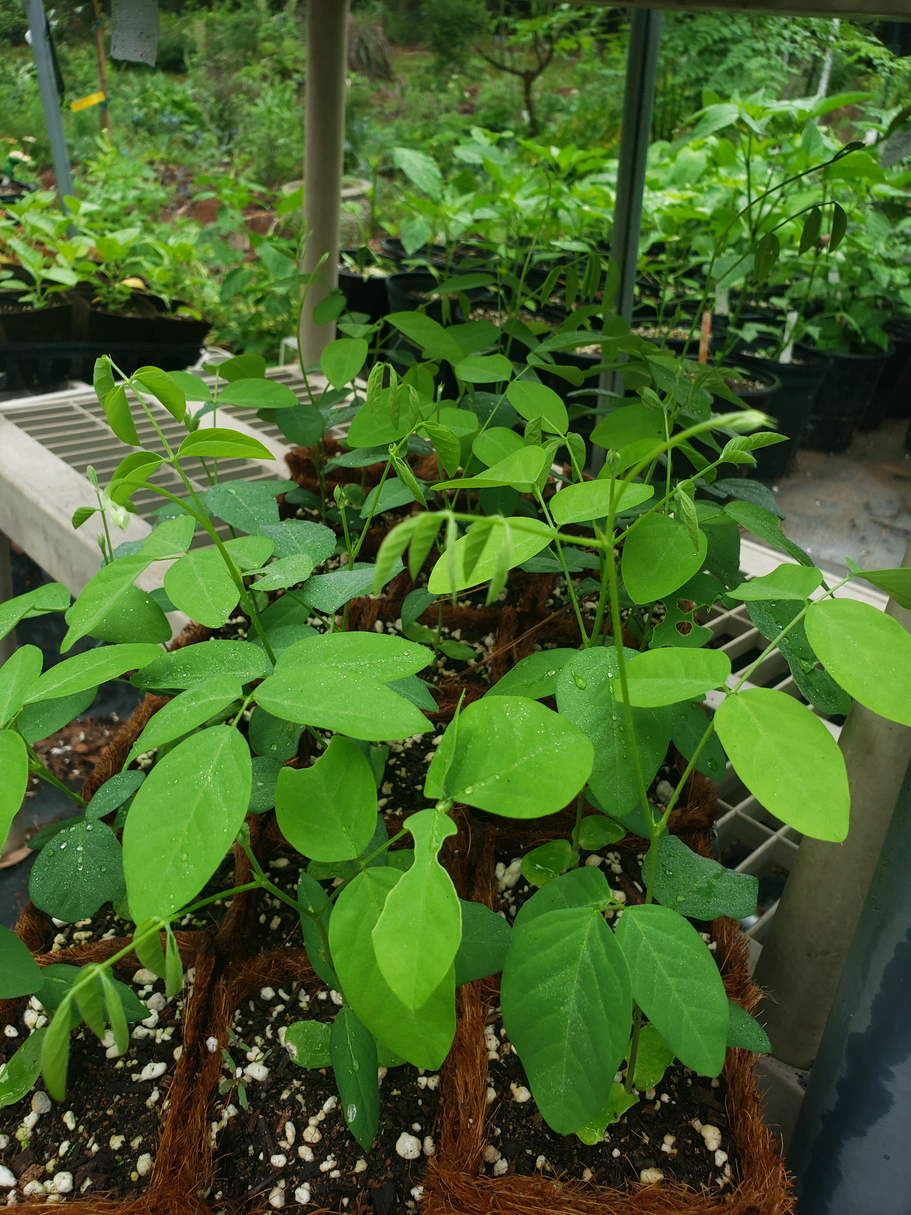 Butterfly Pea "Double Sky Blue" - Live Plant