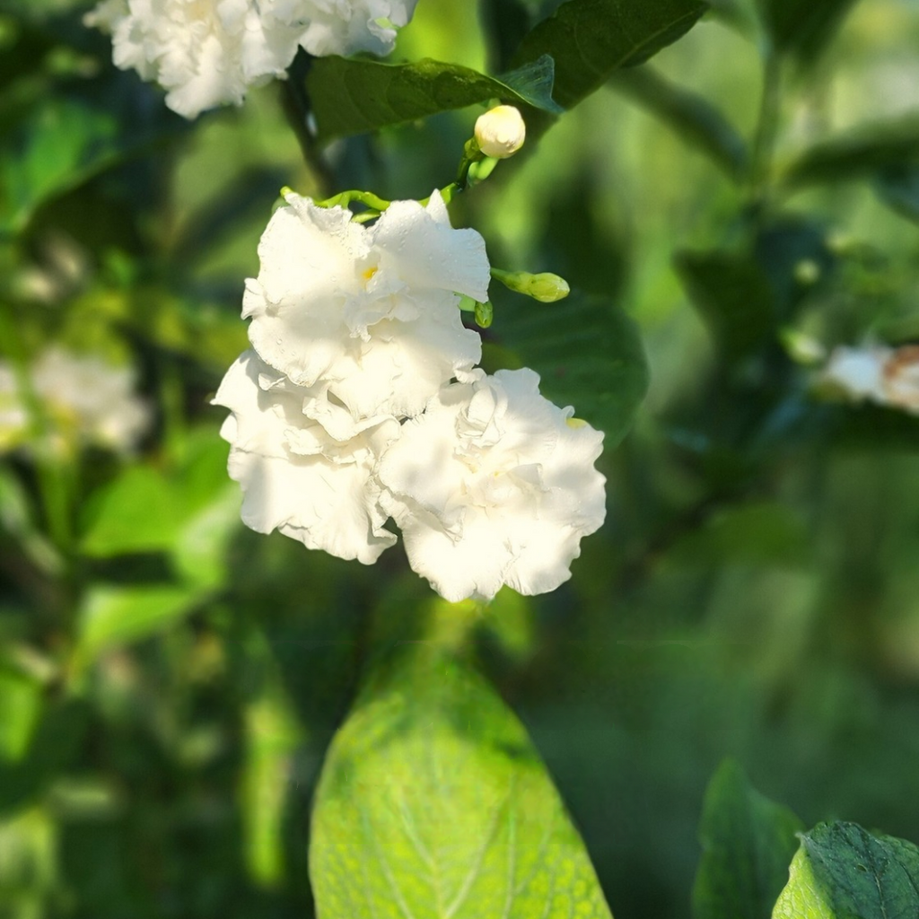 Gardenia "Florida Cape" - Live Plant