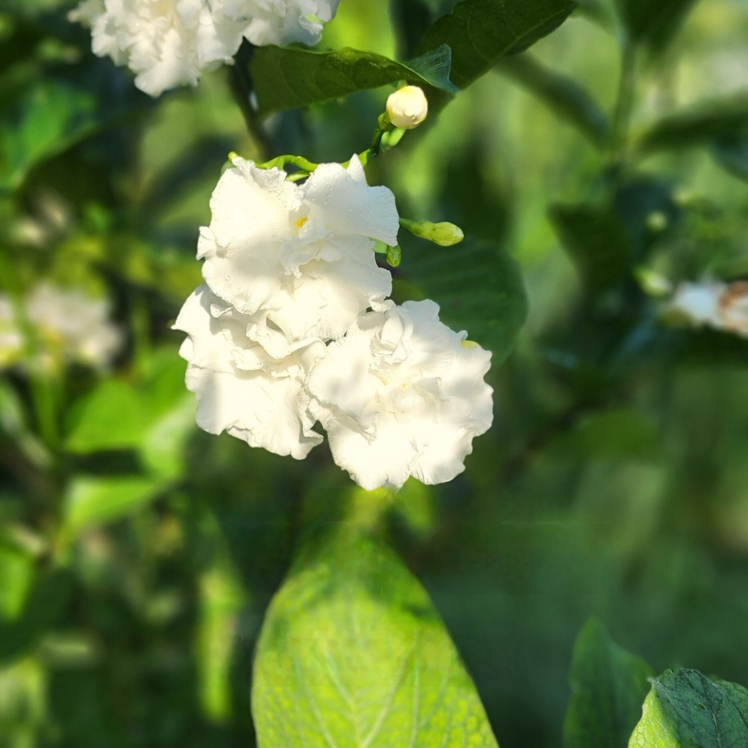 Gardenia "Florida Cape" - Live Plant