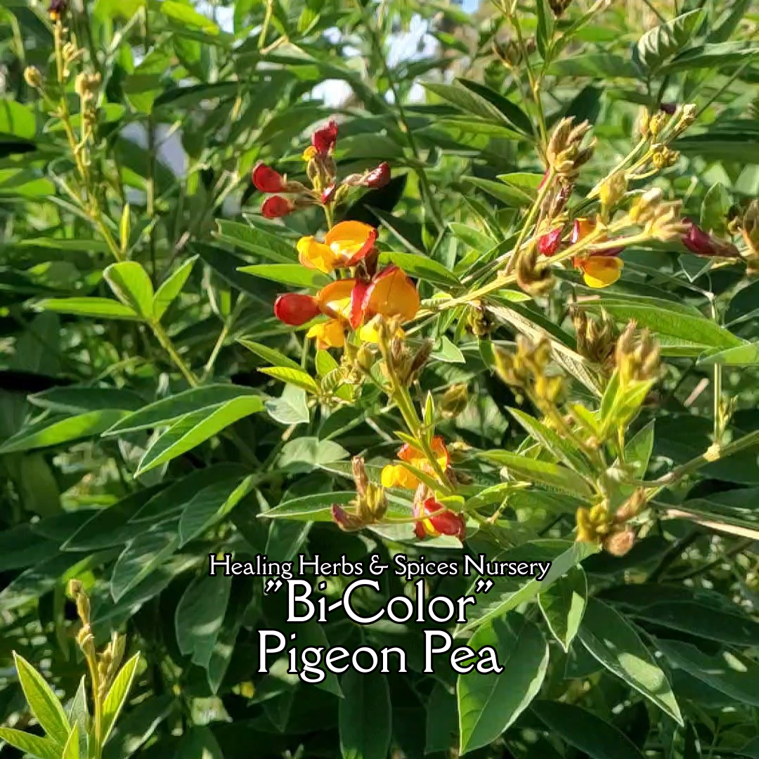 Pigeon Pea 99w - Live Plant