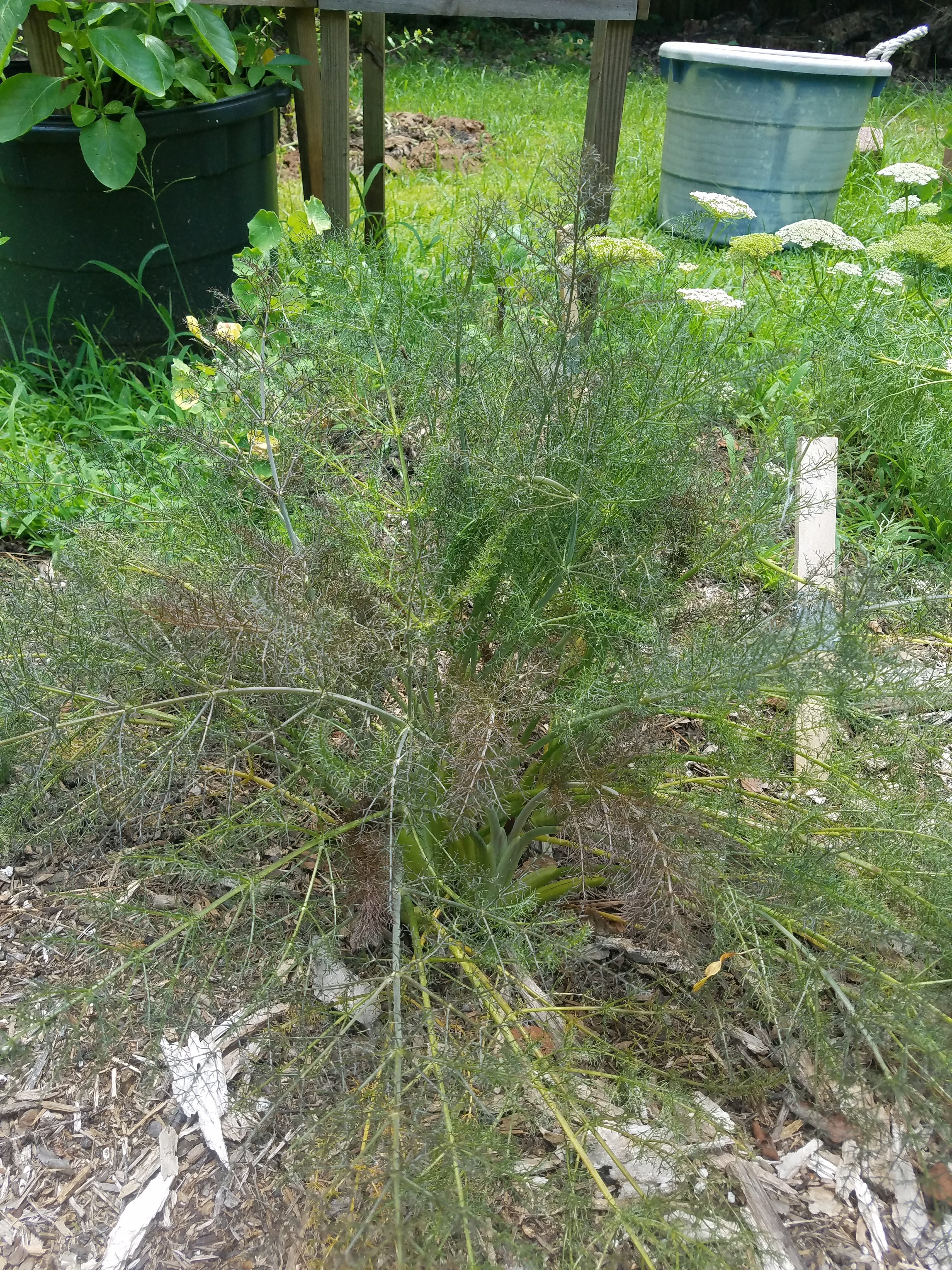 Fennel "Bronze" - Live Plant