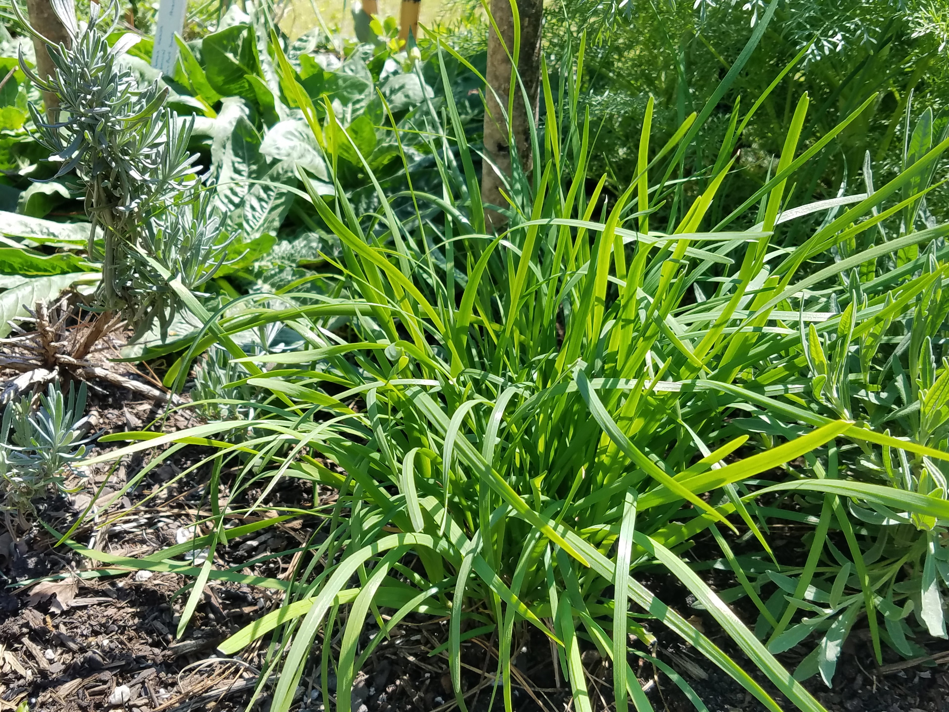 Chives "Garlic" - Live Plant